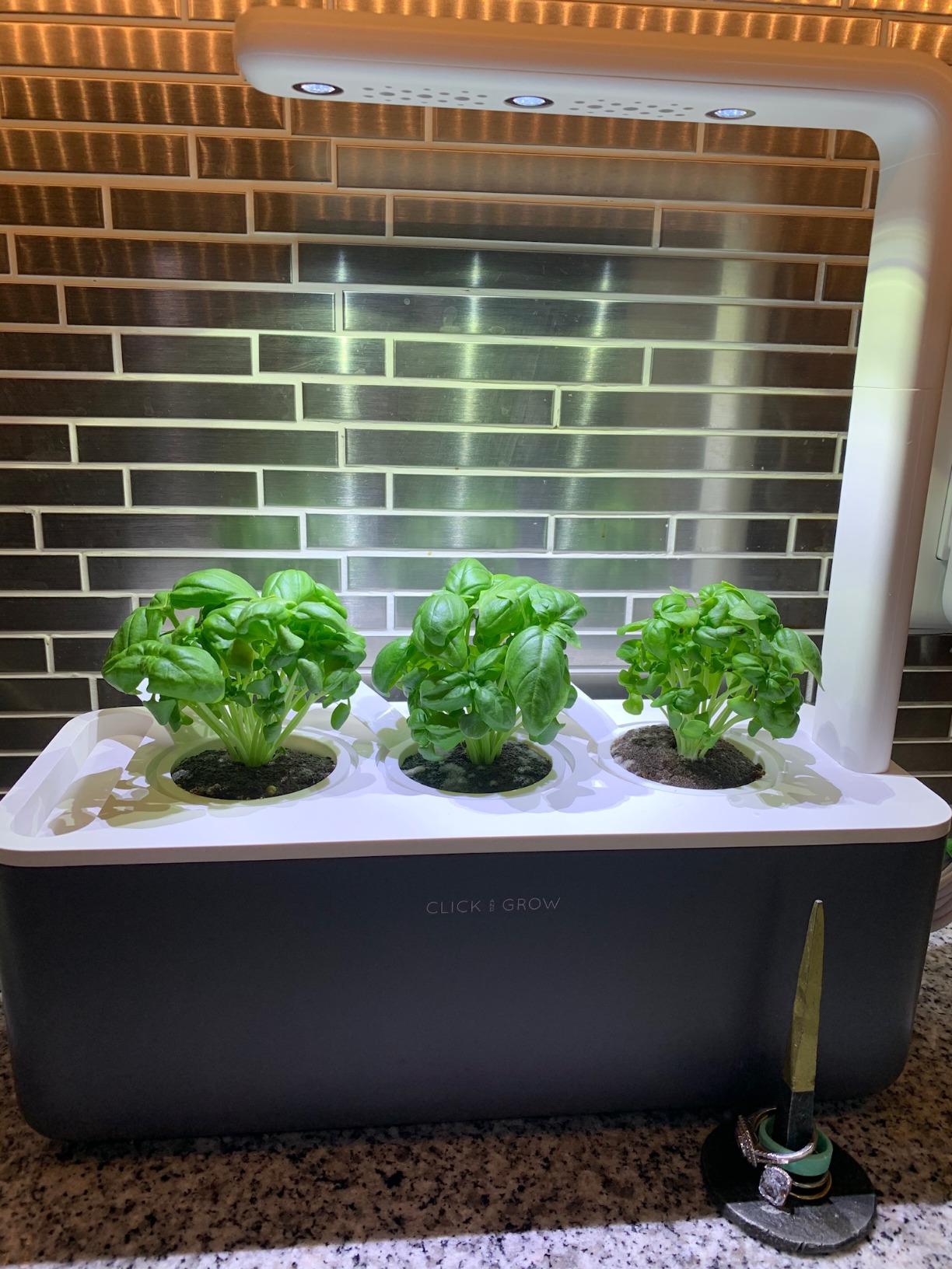 Click & Grow Indoor Herb Garden Kit with Grow Light | Smart Garden for Home Kitchen Windowsill | Easier Than Hydroponics Growing System | Vegetable Gardening Starter (3 Basil Pods Included), Grey customer photo 1