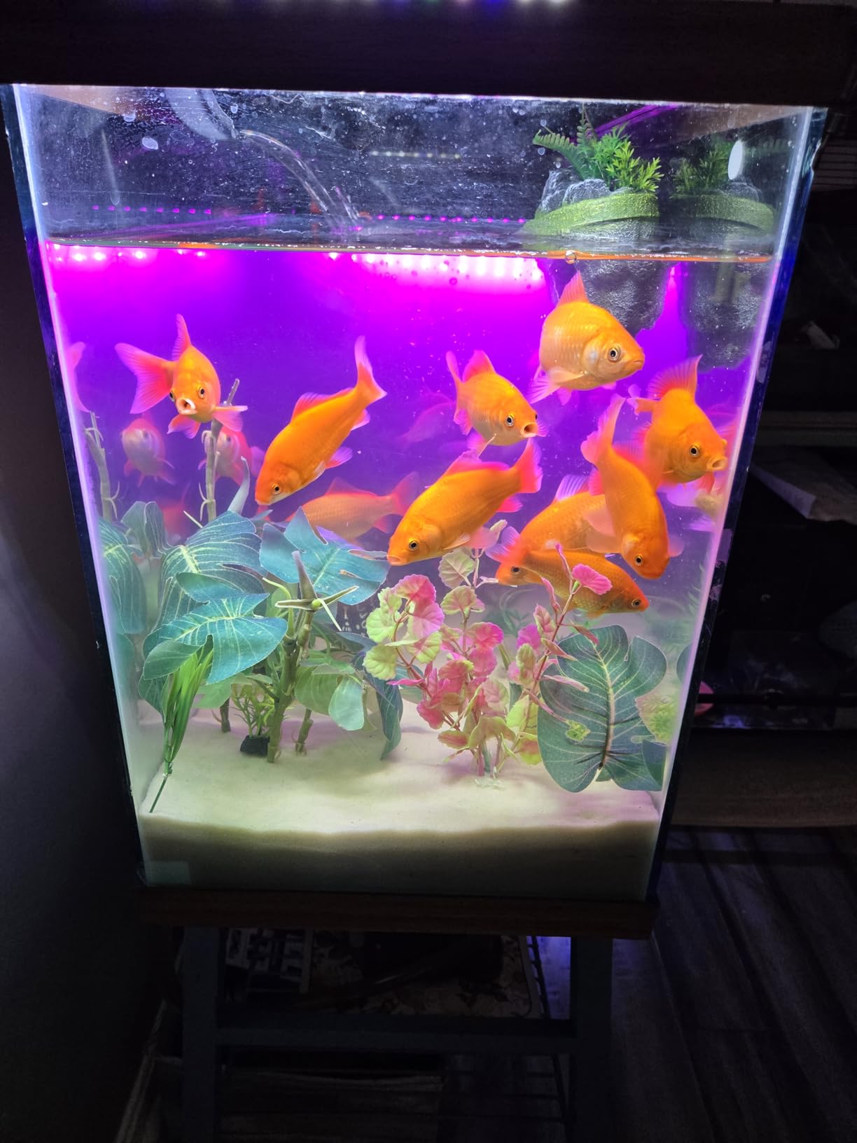 Aqueon QuietFlow Canister Aquarium Filter, Up to 55 Gallons (ECOM) | 55 gallon fish tank filter with biological, chemical and mechanical stages, spray bar and polishing unit customer photo 1