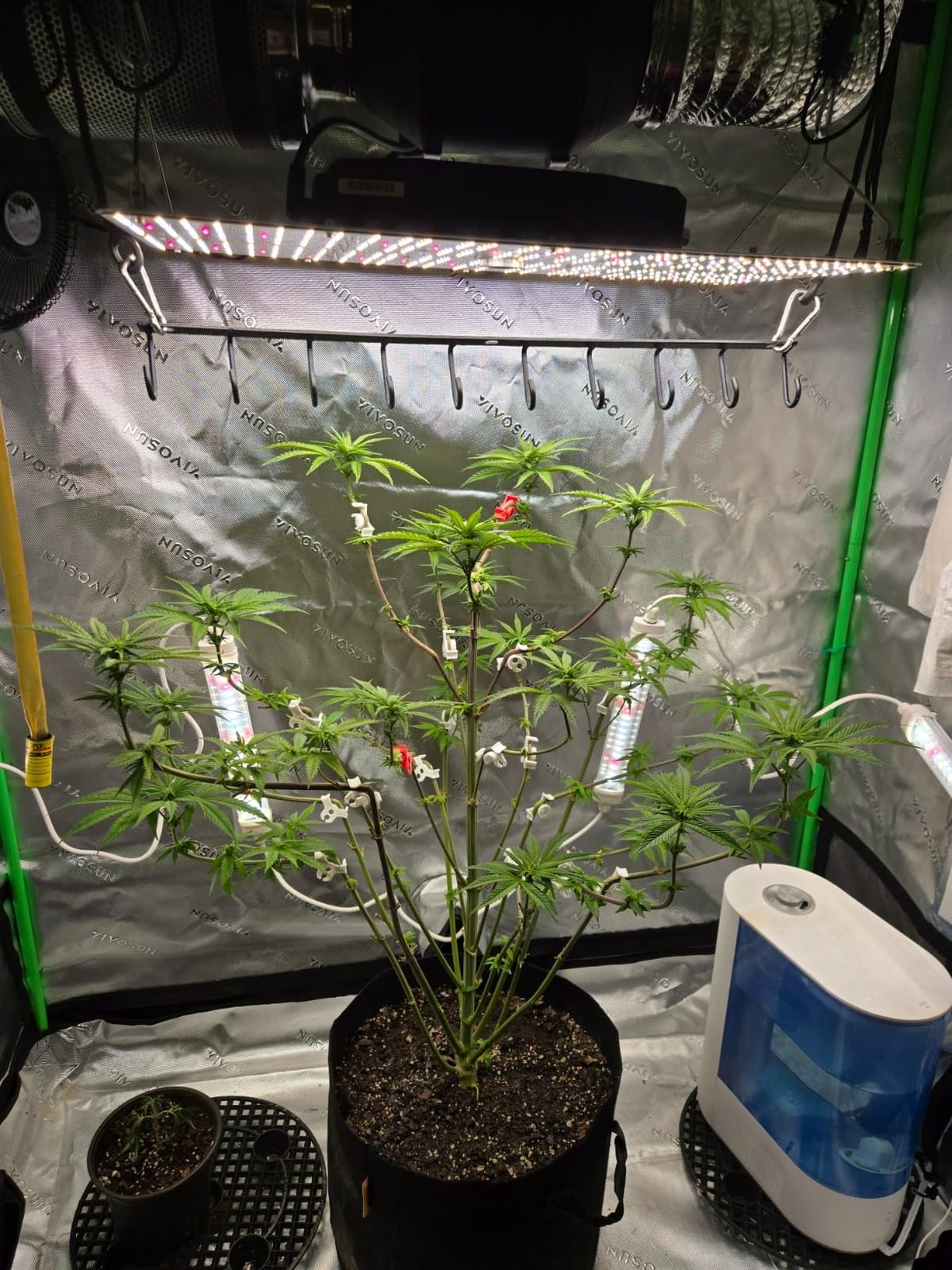 VIVOSUN 2x2ft Grow Tent Kit with 100W Full Spectrum LED Grow Light | WiFi-Controlled Grow System, Automatic Ventilation, GrowHub Outlet A22 Temp Humidity Sensor, 24