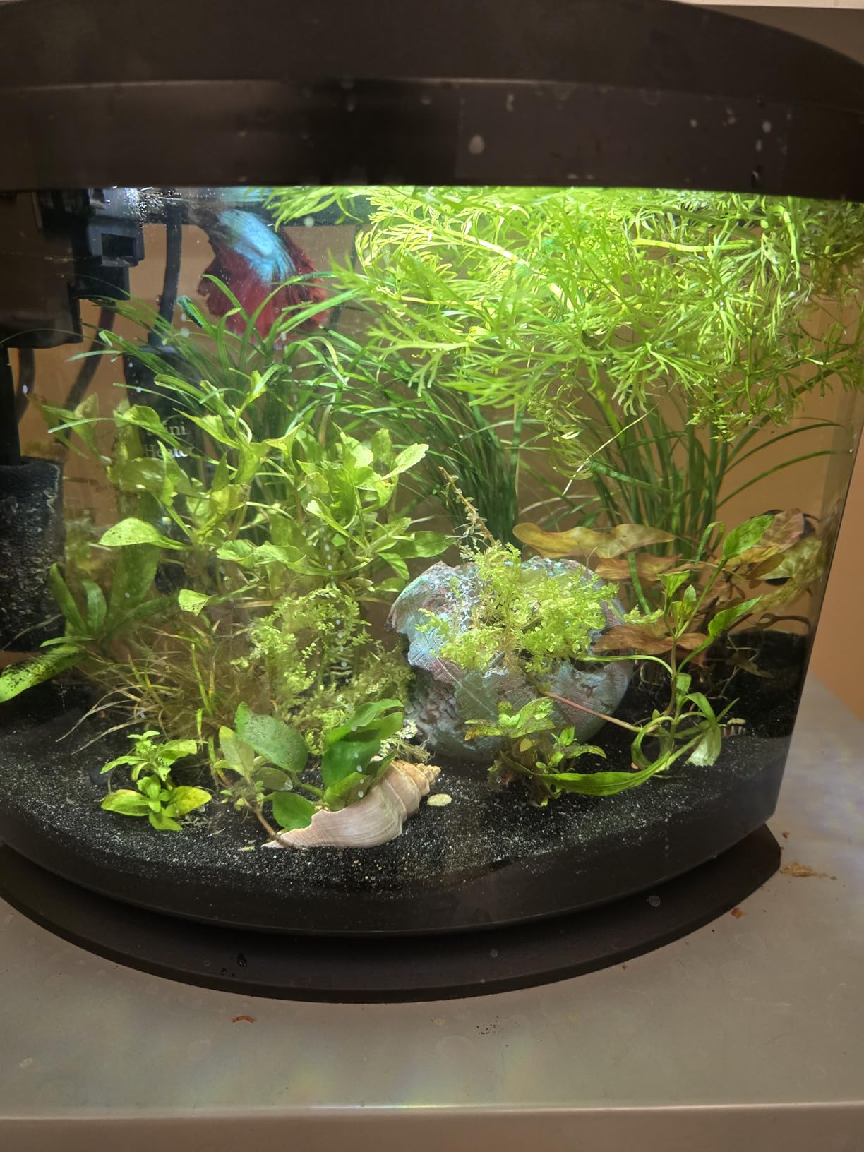 Aqueon LED MiniBow Small Aquarium Fish Tank Kit with SmartClean Technology, Black, 5 Gallon customer photo 1