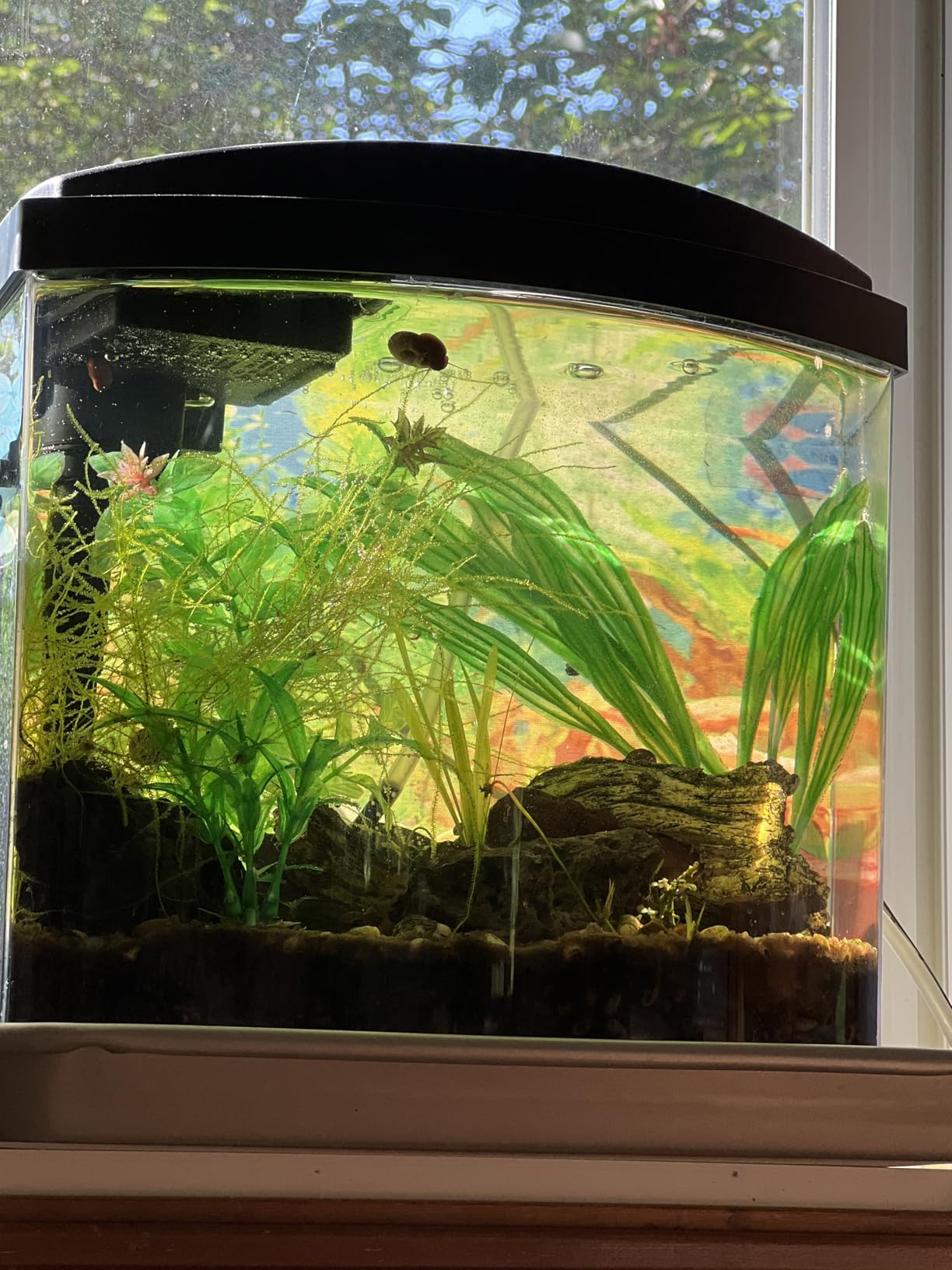 Aqueon LED MiniBow Small Aquarium Fish Tank Kit with SmartClean Technology, Black, 5 Gallon customer photo 2