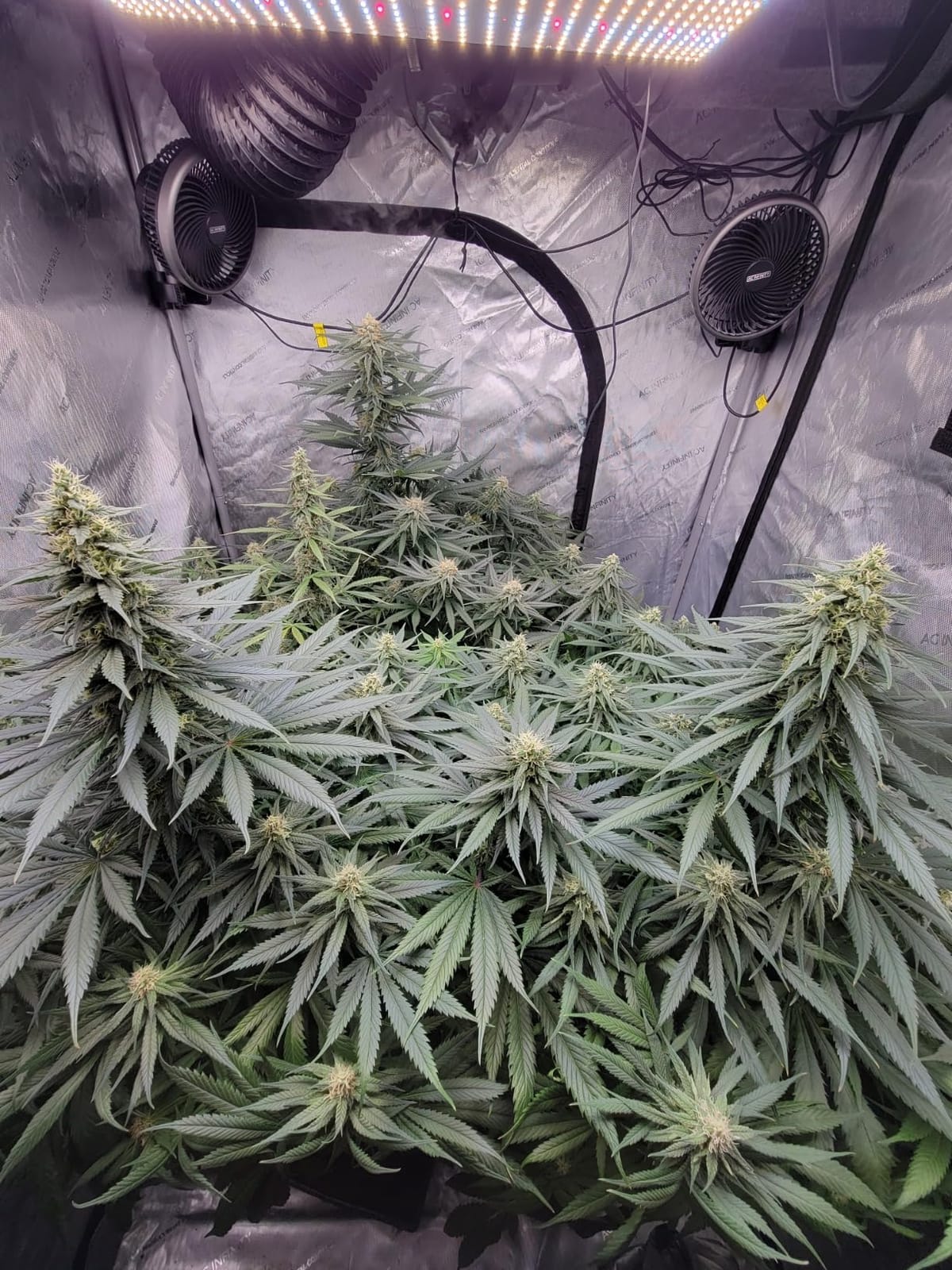 AC Infinity AI Grow System 4x4, 4-Plant Kit w/Self-Learning AI Controller | Dynamic Airflow & LM301H LED Lighting Control, 2000D Mylar Tent w/Lab-Tested Reflectivity, Largest Zippered Window customer photo 1