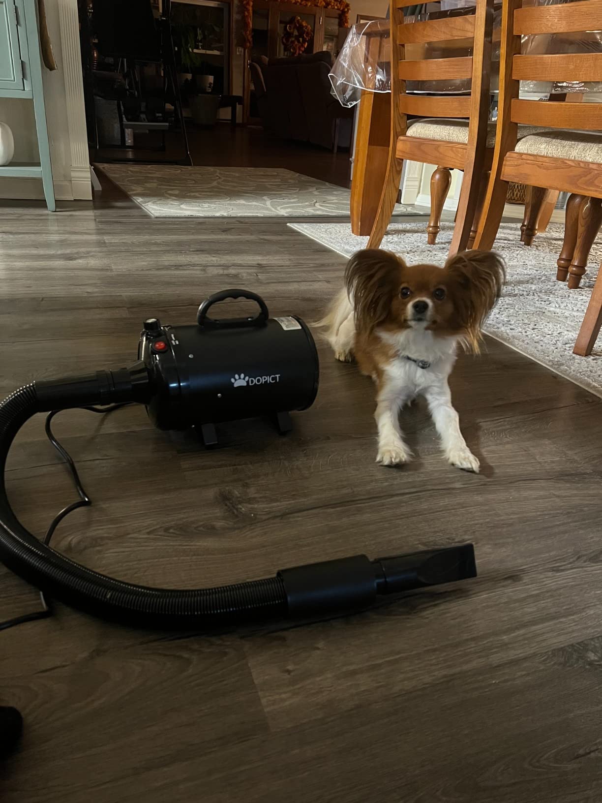 Pet Dryer, 5.2HP/3800W Pet Grooming Dryer with Adjustable Speed and Temperature Control Dog Blow Dryer, Pet Hair Dryer with 3 Nozzle customer photo 1
