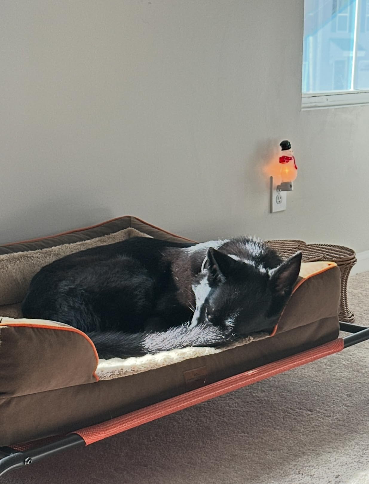 Comfort Expression Waterproof Orthopedic Dog Bed for Extra Large Dogs customer photo 2