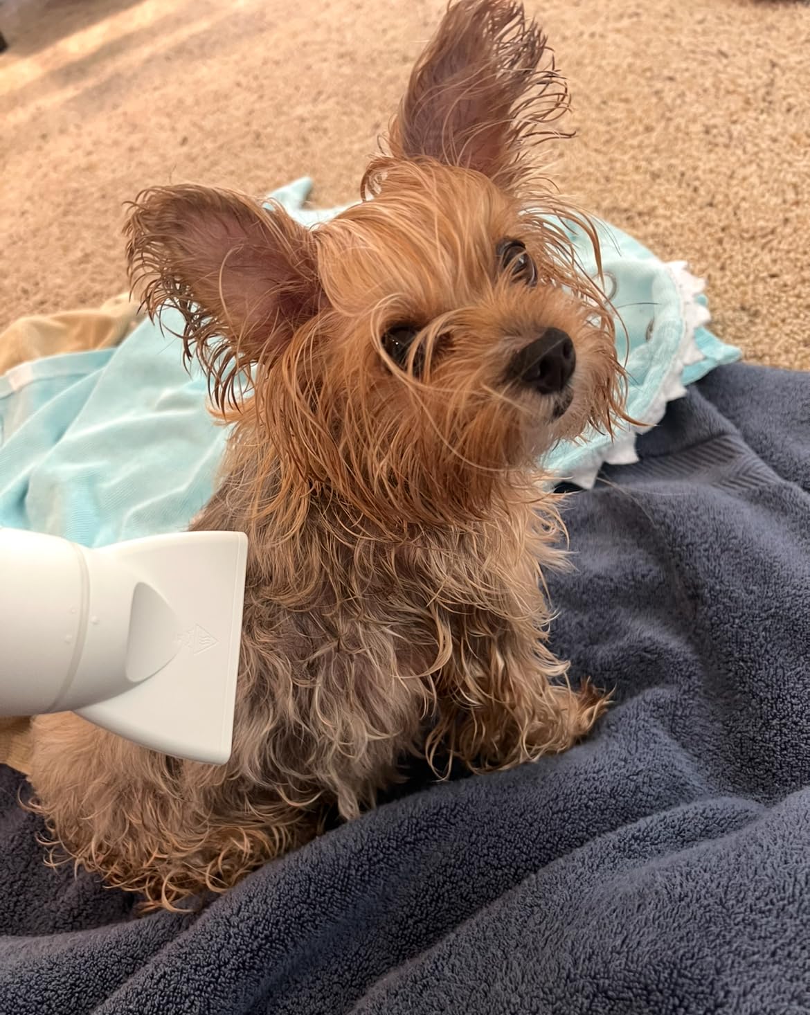 Jellyfish Handheld Dog Dryer - 1.21lb Lightweight, 2 Speeds, 4 Temp, Portable High Velocity Blow Dryer for Travel & Home customer photo 1
