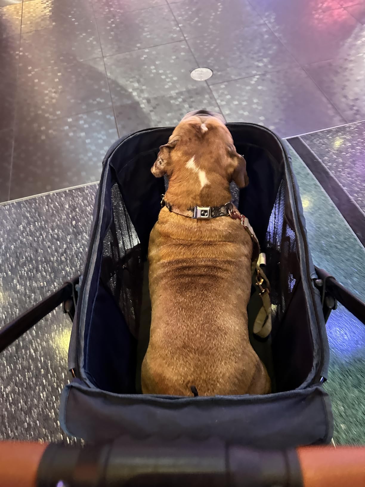 CANINE CANYON Scout Pet Stroller, Heavy Duty Dog Stroller for Large/Medium Dogs, Foldable Pet Stroller for 2 Small Dogs with All-Terrain Wheels, Storage Pocket & Cup Holder, 55 lbs Capacity, Navy Blue customer photo 1