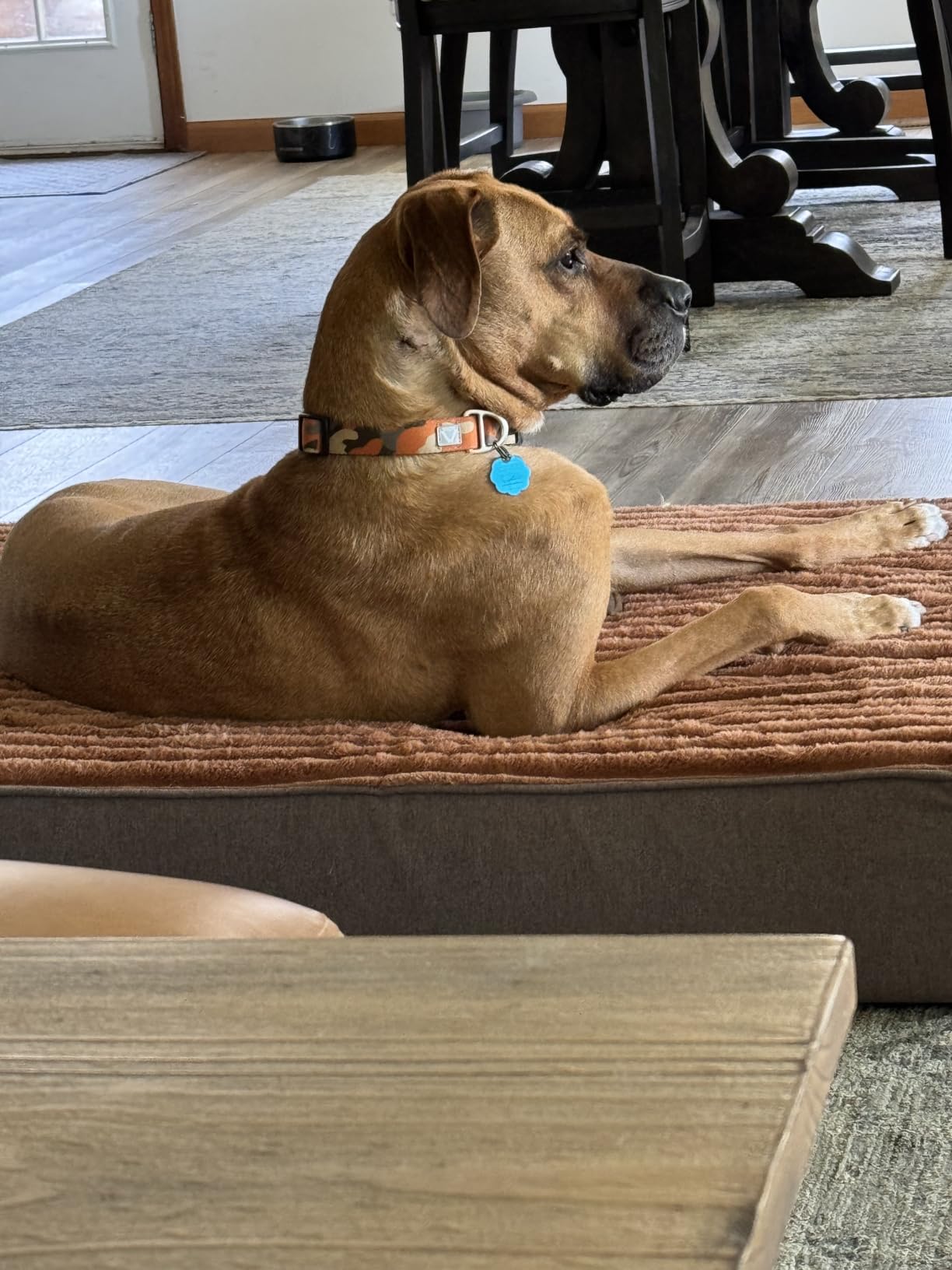 Veehoo Orthopedic Memory Foam Dog Bed, 7 Inch Thick Extra Large Dog Bed XL for Senior Dogs with Ultra-Soft Fluffy Surface, Waterproof Liner, Removable Washable Cover and Non-Slip Bottom, 48
