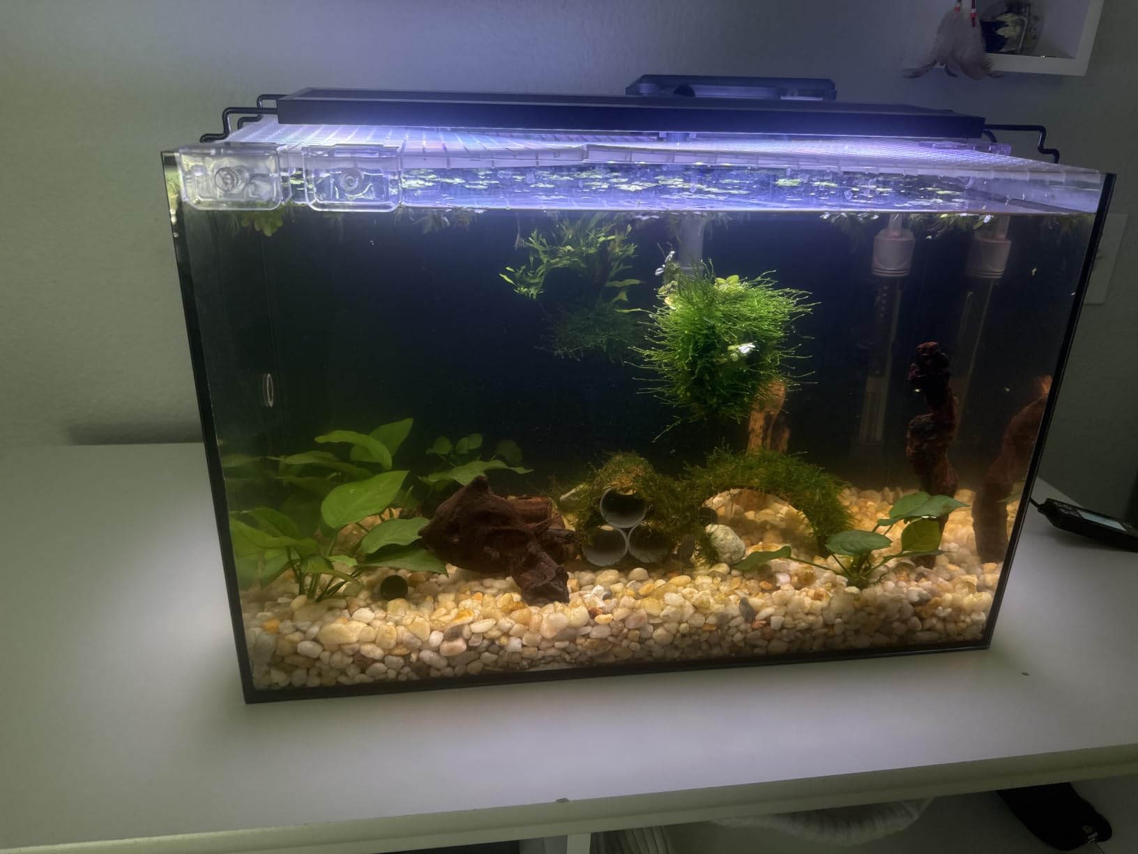 Wonderfactory 5 Gallon Small Aquarium Set Glass Fish Tank 6 Gallon, Starter Kit with Heater Water Pump Cleaning System Filter Bright Light Rocks Gravel Cleaning Tool, Clear Rimless Betta Plants customer photo 1