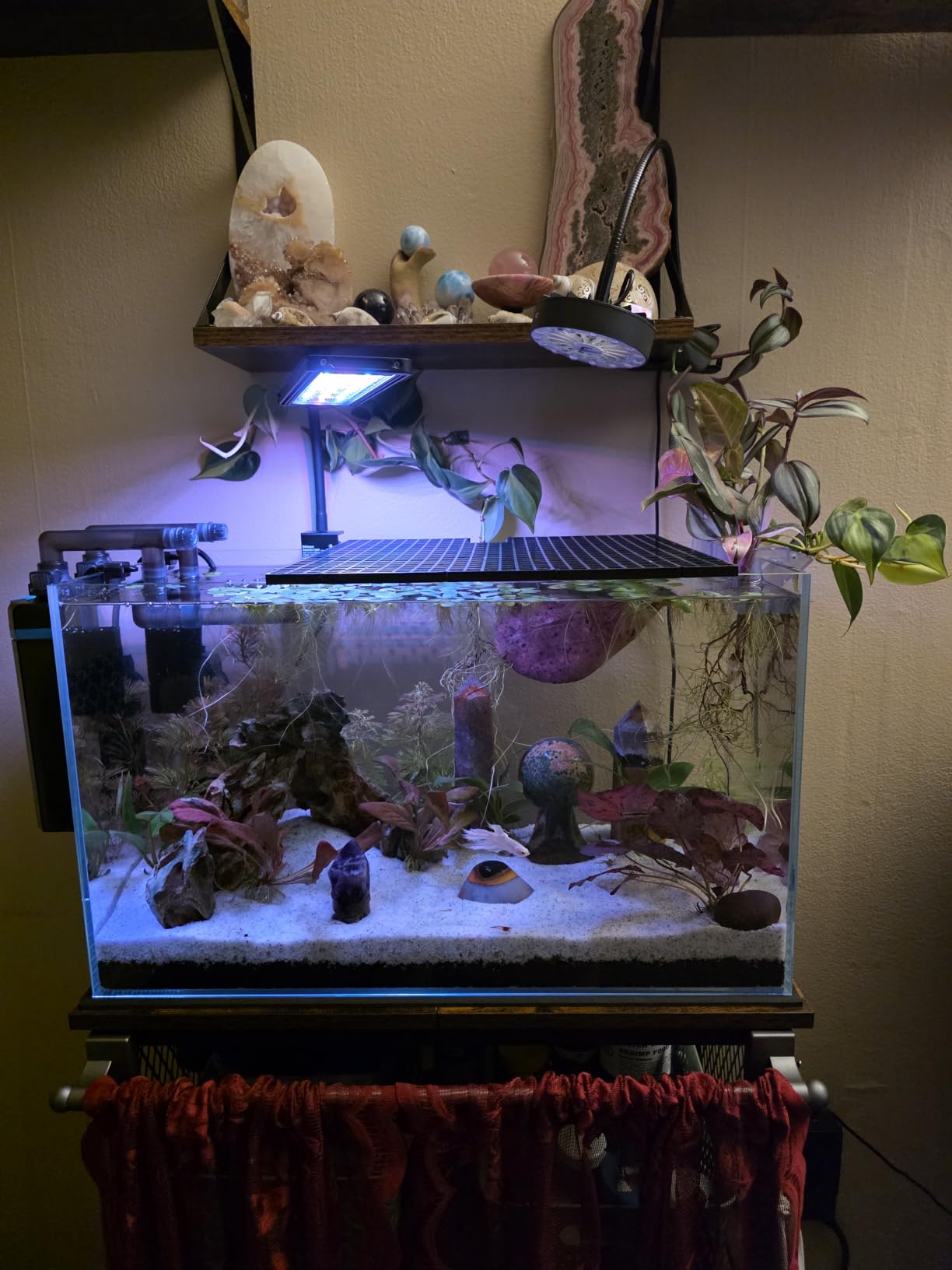 Vimvins 10 Gallon Glass Fish Tank, Easy to Maintain Small Aquarium for Betta/Goldfish/Snails/Shrimp and Aquatic Planting. customer photo 1