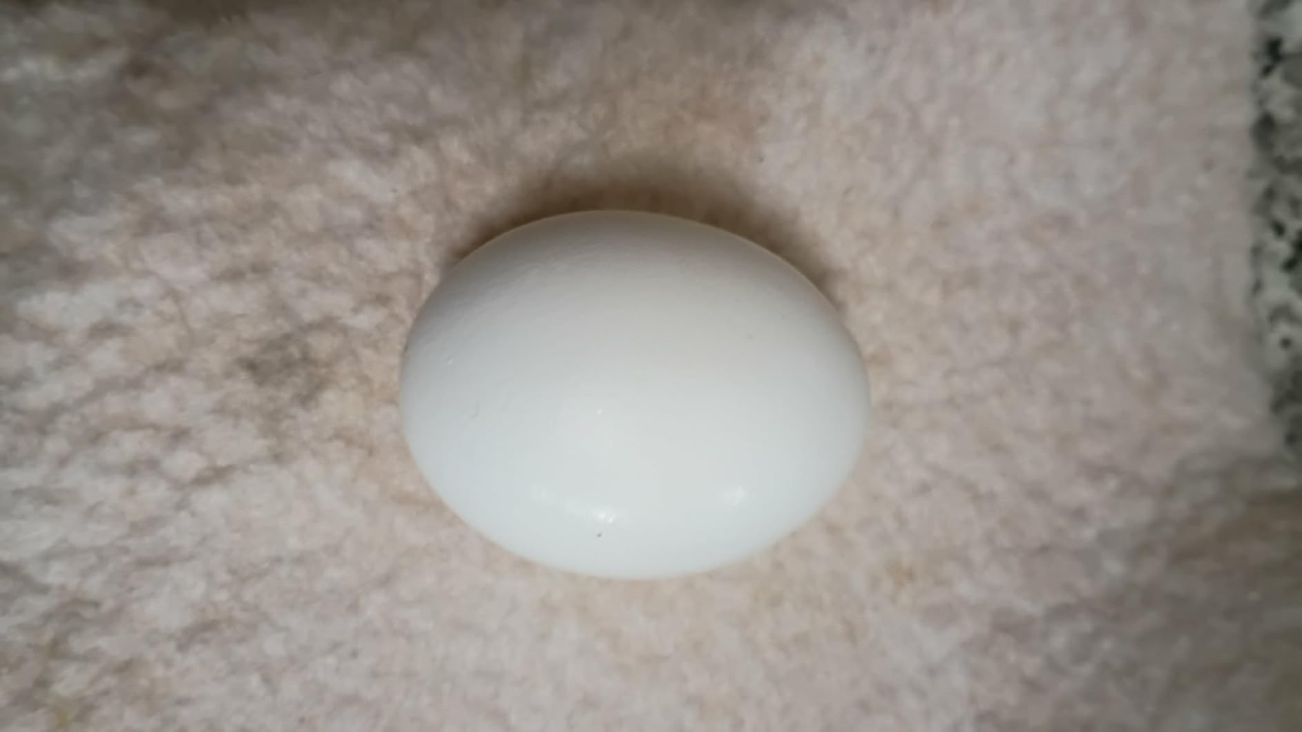 Fresh Eggs Daily Egg Wipes - Enzyme-Based Egg Cleaner for Backyard Chickens, No Rinse Needed, Natural Enzyme Formula - 40 Natural Cleaning Wipes customer photo 1