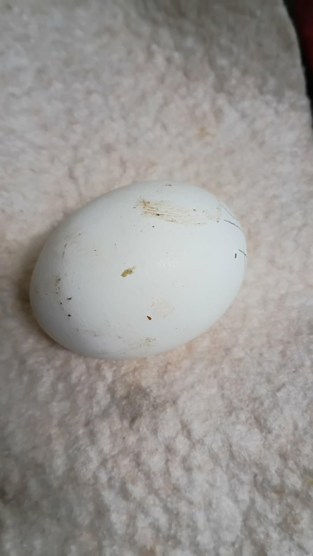 Fresh Eggs Daily Egg Wipes - Enzyme-Based Egg Cleaner for Backyard Chickens, No Rinse Needed, Natural Enzyme Formula - 40 Natural Cleaning Wipes customer photo 2