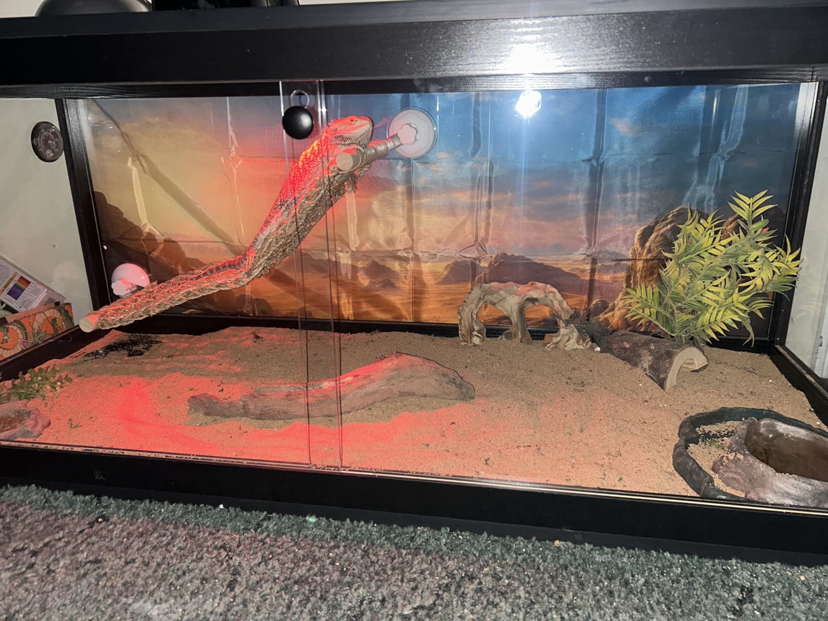 PROLEE Reptile Tank, 31 Gallon Beard Dragon Tank, Tempered Glass Reptile Encloure and Snake Tank with Locking Design for Lizard,Gecko,Chameleon (24