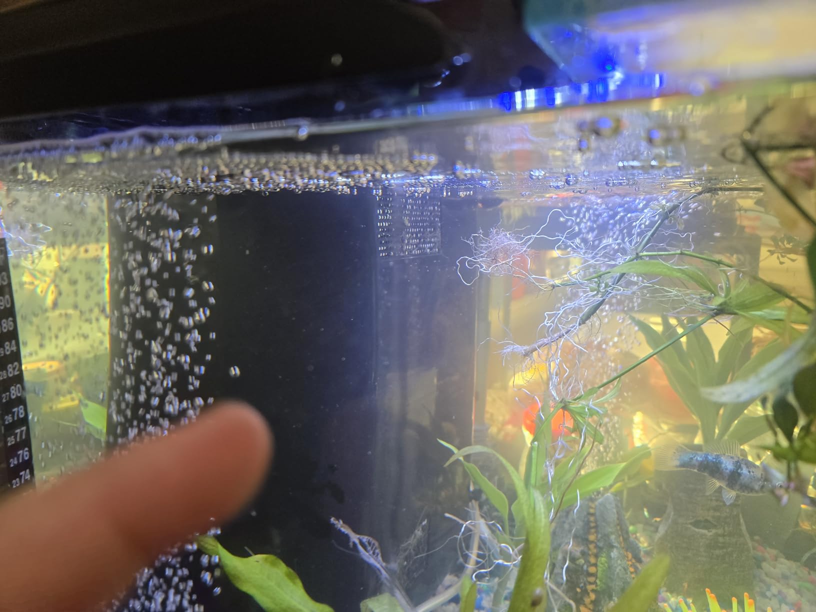 GloFish Glass Aquarium Kit, 20 Gallons, Includes Premium Blue, LED Light Stick & Integrated Filtration, Perfect for Beginners or Seasoned Hobbyists, Seamless, Curved Design customer photo 1