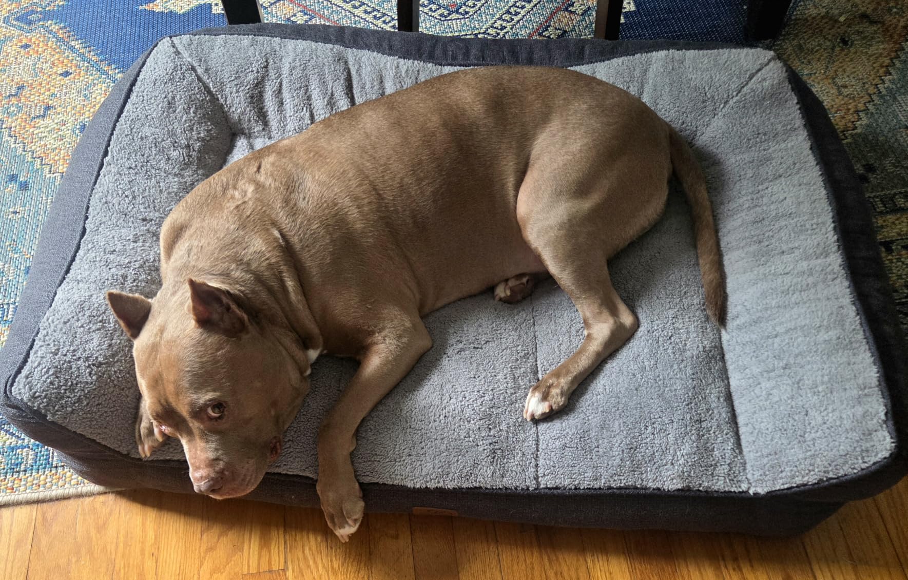 Bedsure SupportMax XL Pro Orthopedic Dog Beds Large Sized Dog - Extra Thick Supportive Dogs Couch with Waterproof Washable Cover, Extra Large Comfort Pet Sofa with Sherpa & Nonskid Bottom, Grey, 45