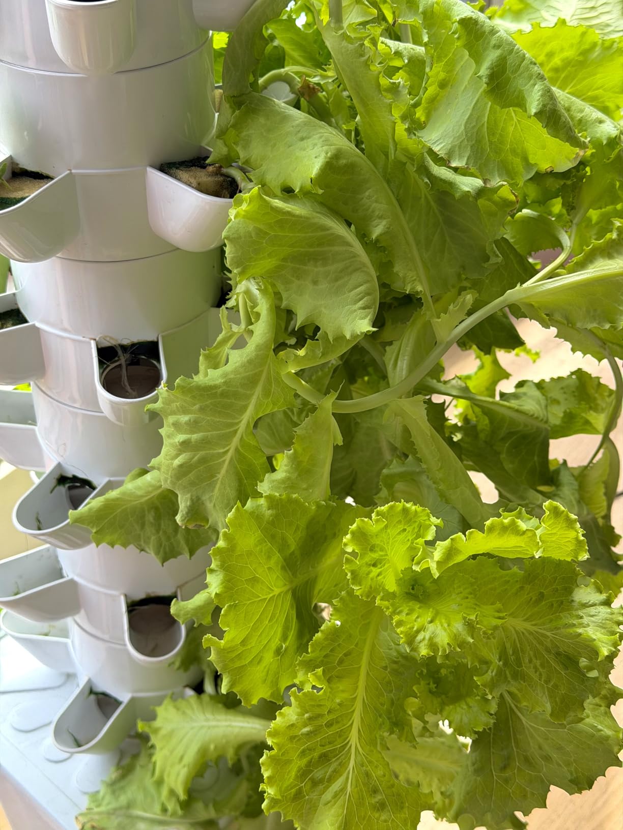 Hydroponics Growing System, 30-Plant Indoor Hydroponic Tower with Pump System, Plants Germination Kit, Smart Aeroponic Herb Garden, Vertical Hydroponic System for Gardening Lover (No Seed) customer photo 1
