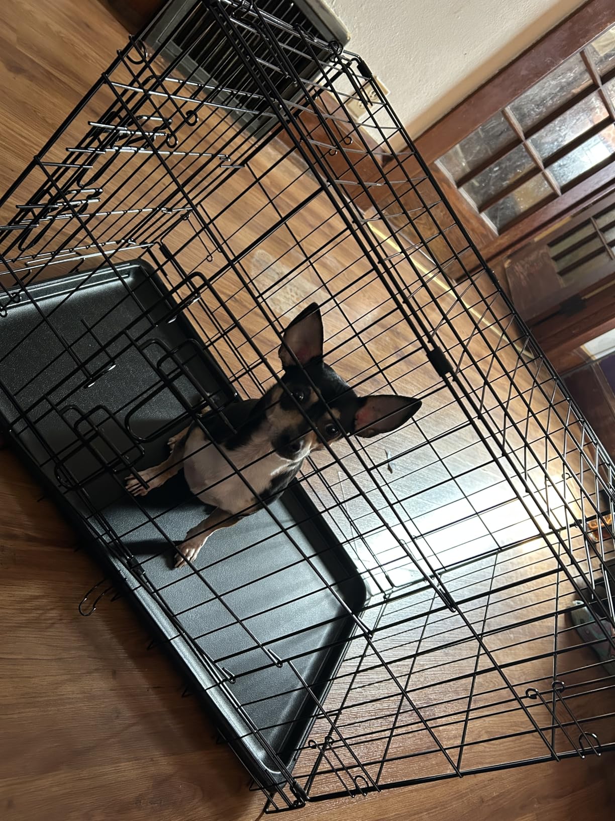 Sweetcrispy 42 Inch Dog Crate, Medium Large Crates Double Door Folding Metal Wire Dog Cage with Plastic Leak-Proof Pan Tray, Pet Kennel for Indoor, Outdoor, Travel customer photo 1
