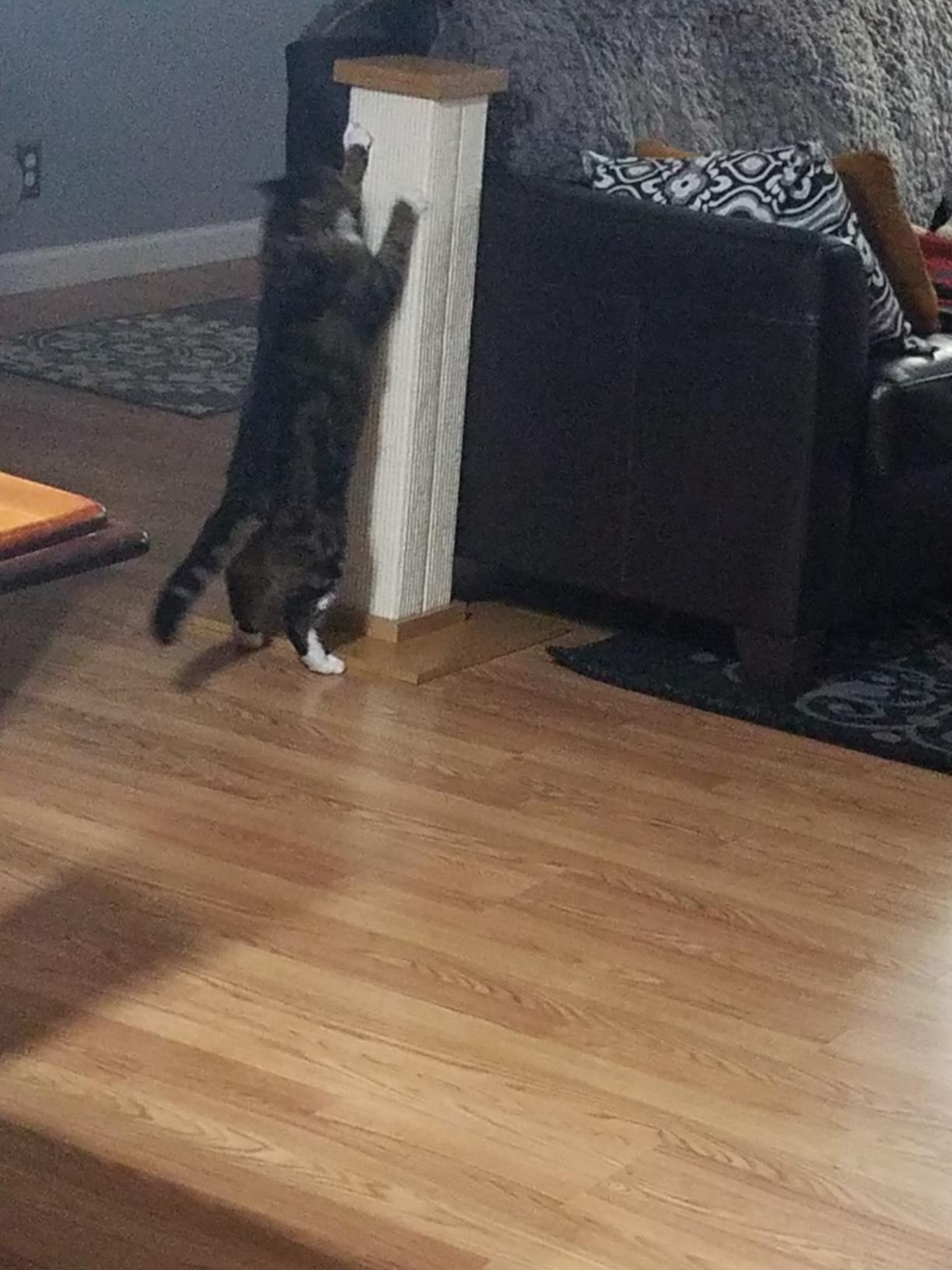 SmartCat Pioneer Pet Ultimate Scratching Post (Beige) customer photo 1