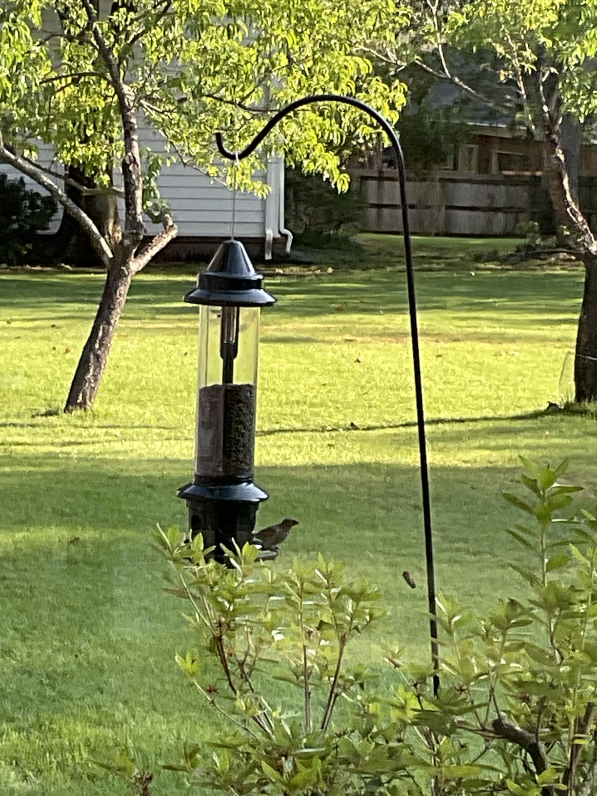 Squirrel Buster Plus Squirrel-proof Bird Feeder w/Cardinal Ring and 6 Feeding Ports, 5.1-pound Seed Capacity, Adjustable, Pole-mountable (POLE ADAPTOR SOLD SEPARATELY), Green customer photo 2