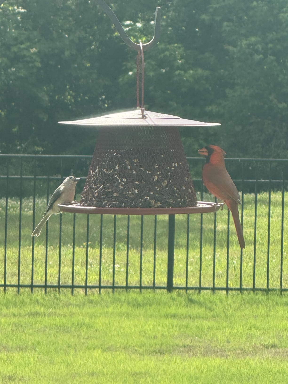 Perky-Pet Red Cardinal Wild Bird Feeder, 2.5 lb Seed Capacity customer photo 1