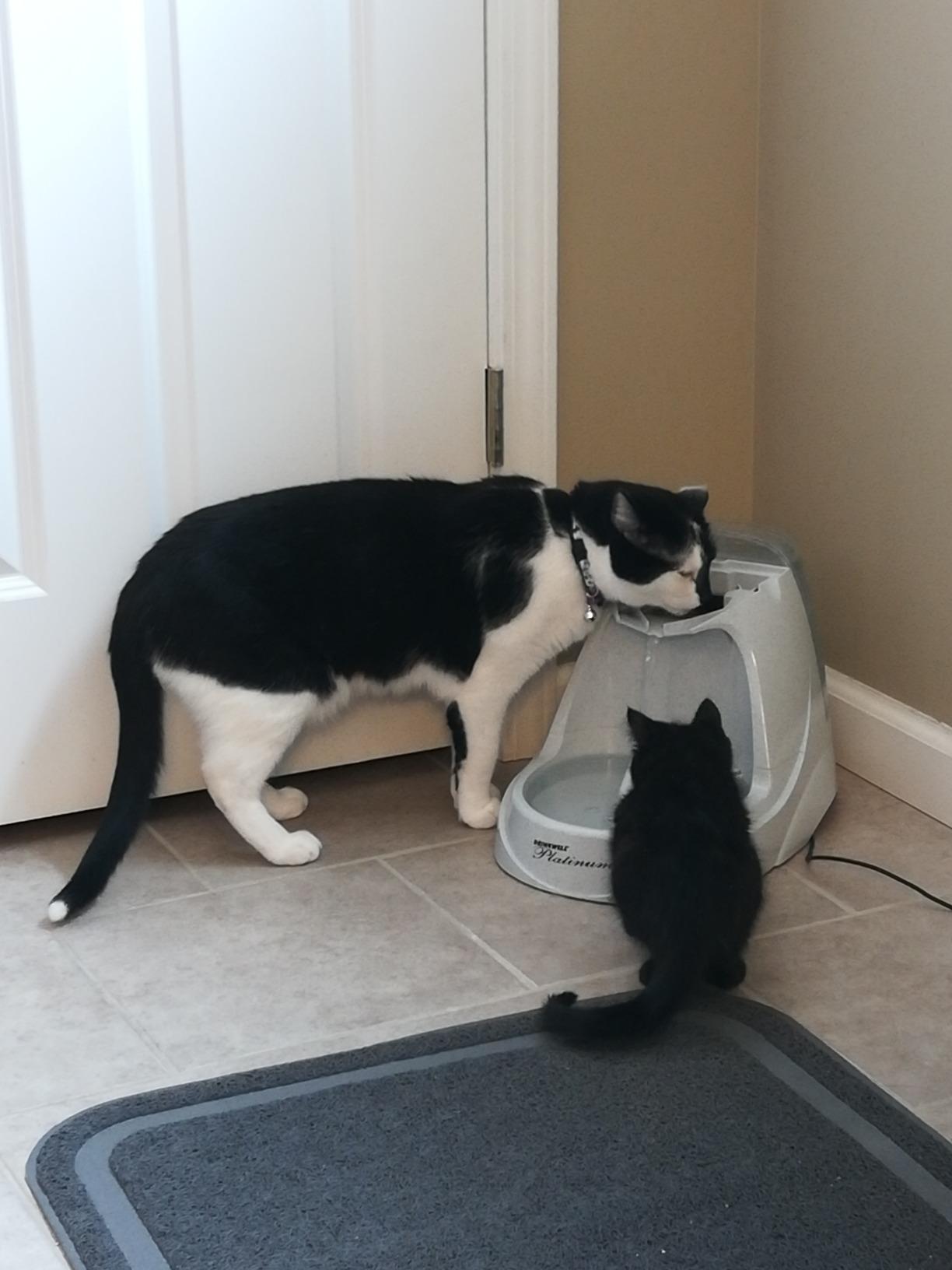 PetSafe Drinkwell Platinum Cat Water Fountain, 168 oz/5L, Grey customer photo 1