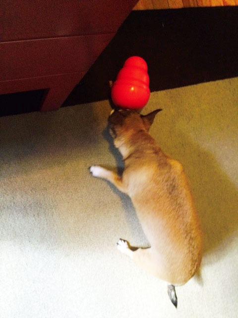 KONG Wobbler, Interactive Treat-Dispensing Dog Toy, for Medium/Large Dogs customer photo 2