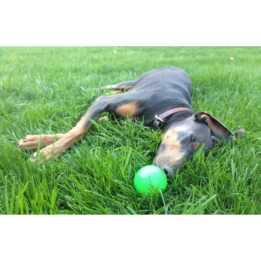 Zero Odor Pet Odor Eliminator Spray for Dog & Cat Urine, Carpet Deodorizer customer photo 2
