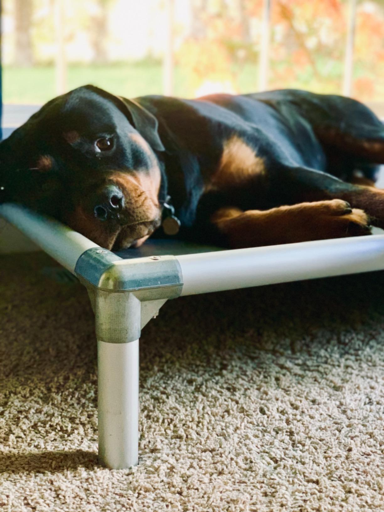 Kuranda Chewproof Elevated Dog Bed - Silver Aluminum - 25