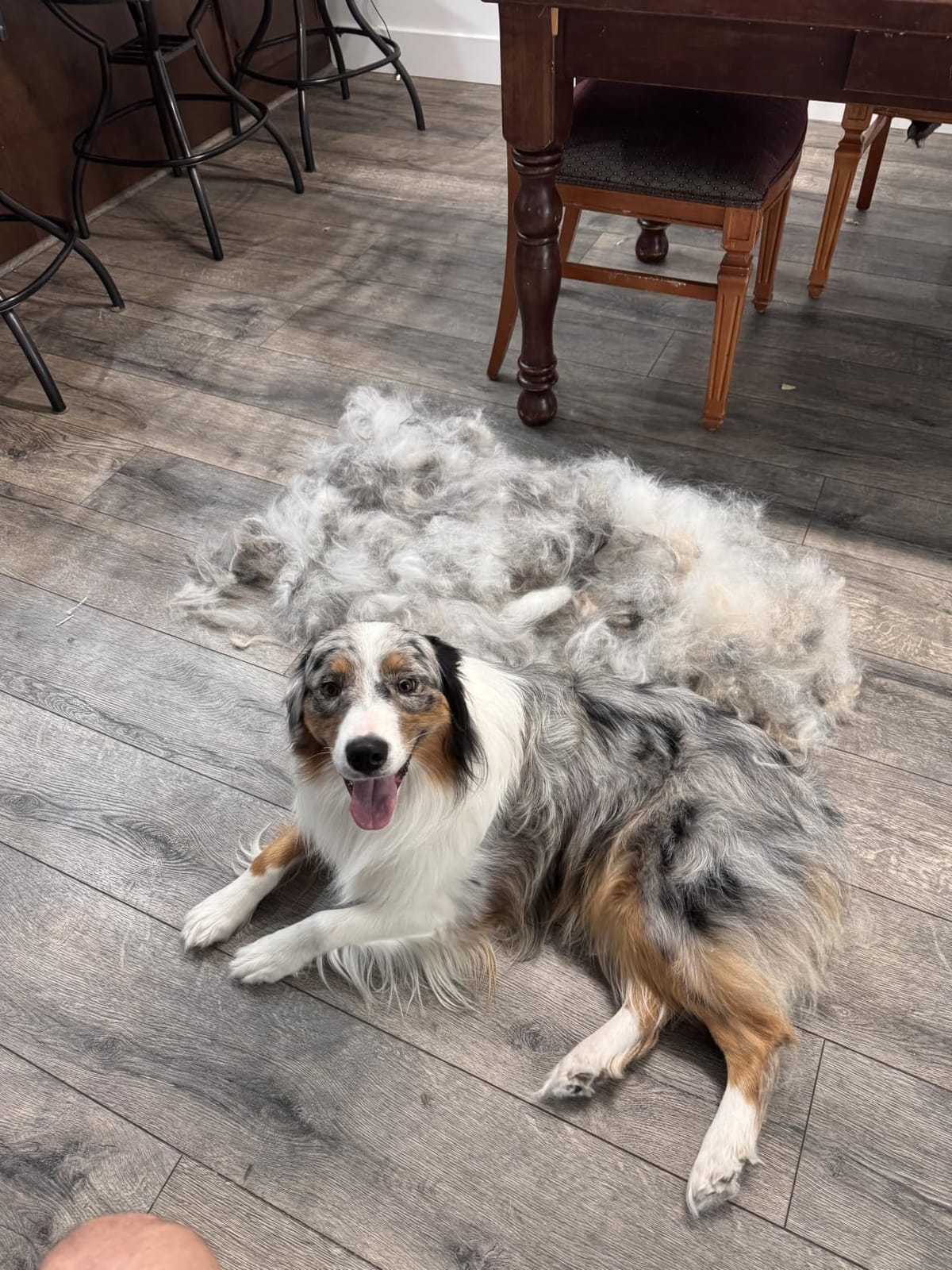 GoPets 2-in-1 Deshedding & Dematting Comb & Grooming Brush for Dogs & Cats customer photo 1