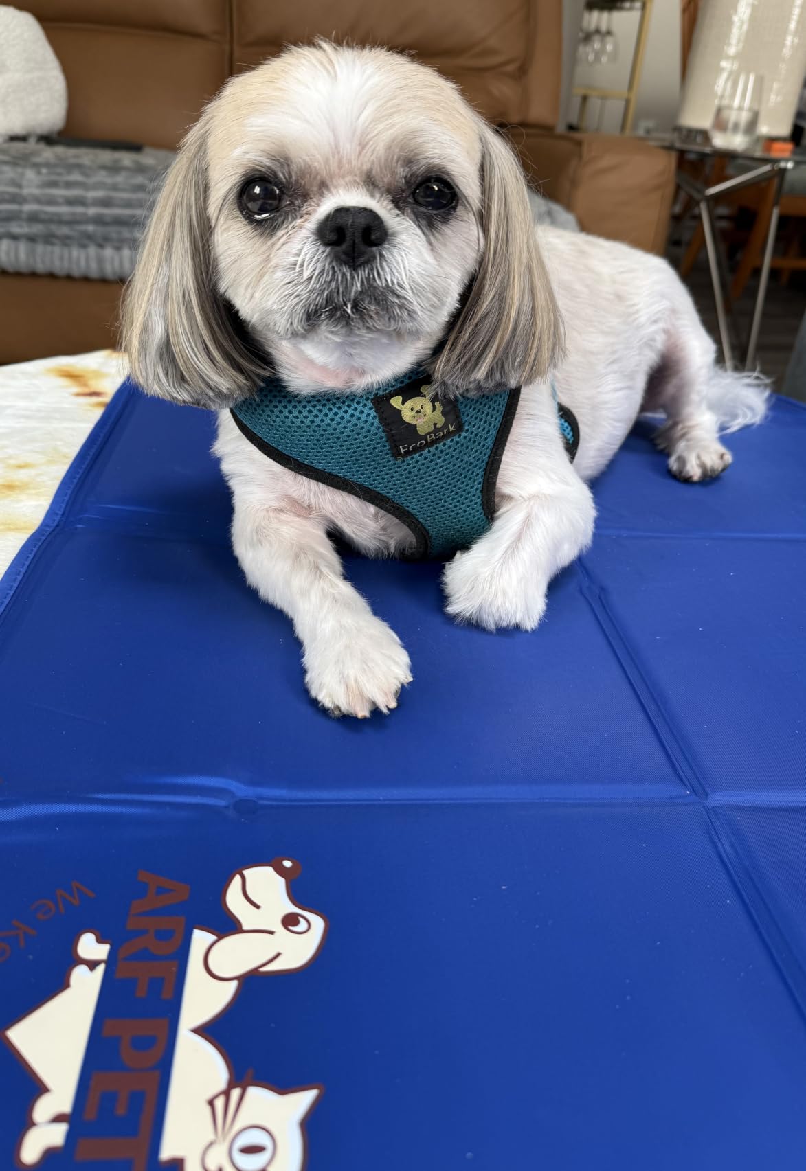 Arf Pets Dog Cooling Mat - Solid Gel Self-Cool Pad | Durable & Non-Toxic customer photo 1