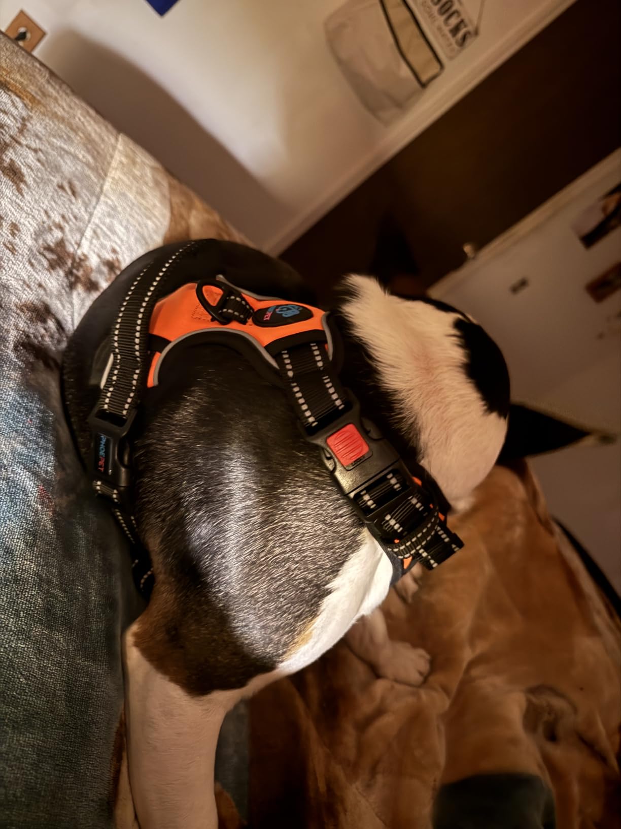 PHOEPET No Pull Dog Harnesses for Small Dogs Reflective Adjustable customer photo 1