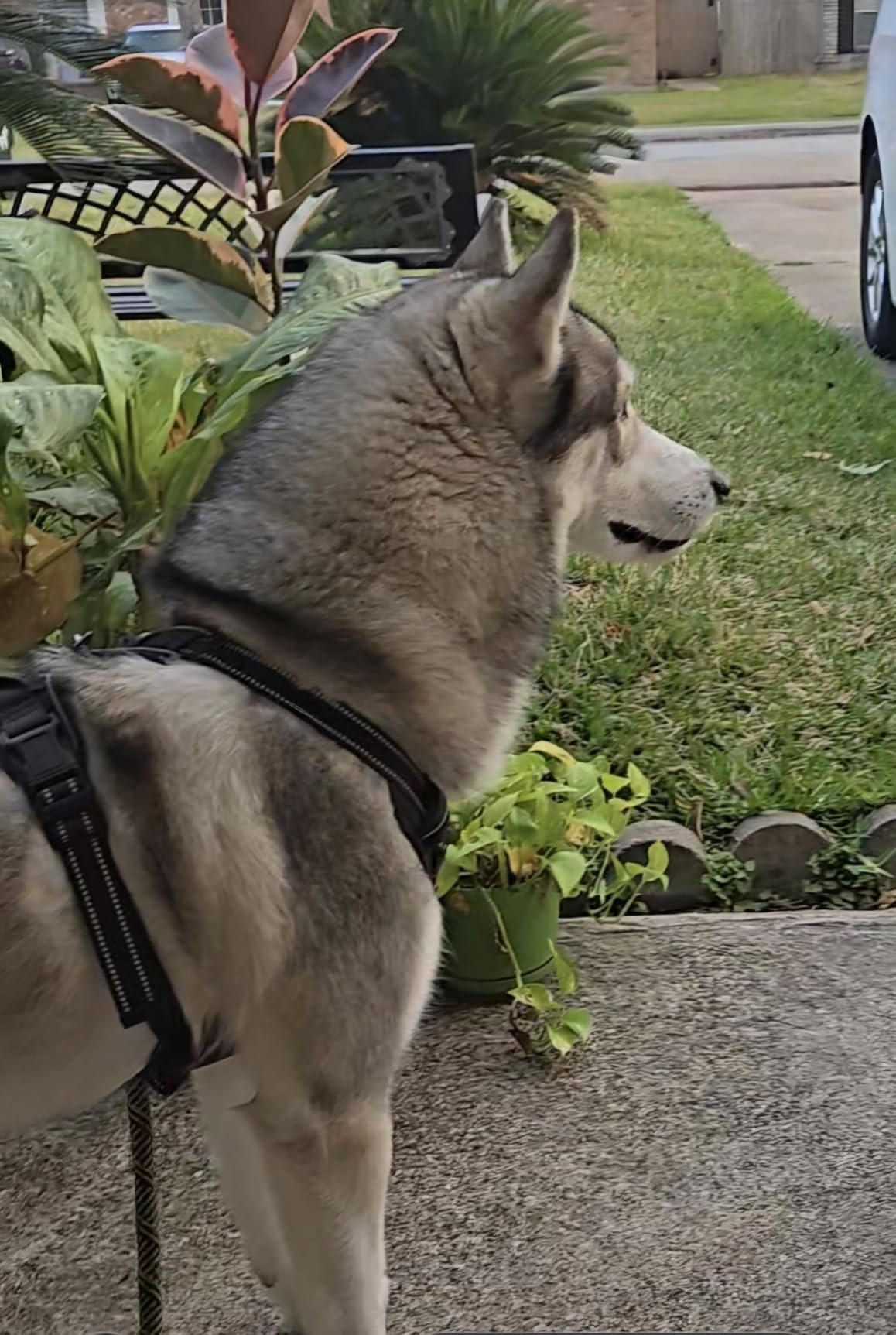 rabbitgoo Dog Harness, No Pull for Small Dogs with 2 Leash Clips, Pet Vest customer photo 2
