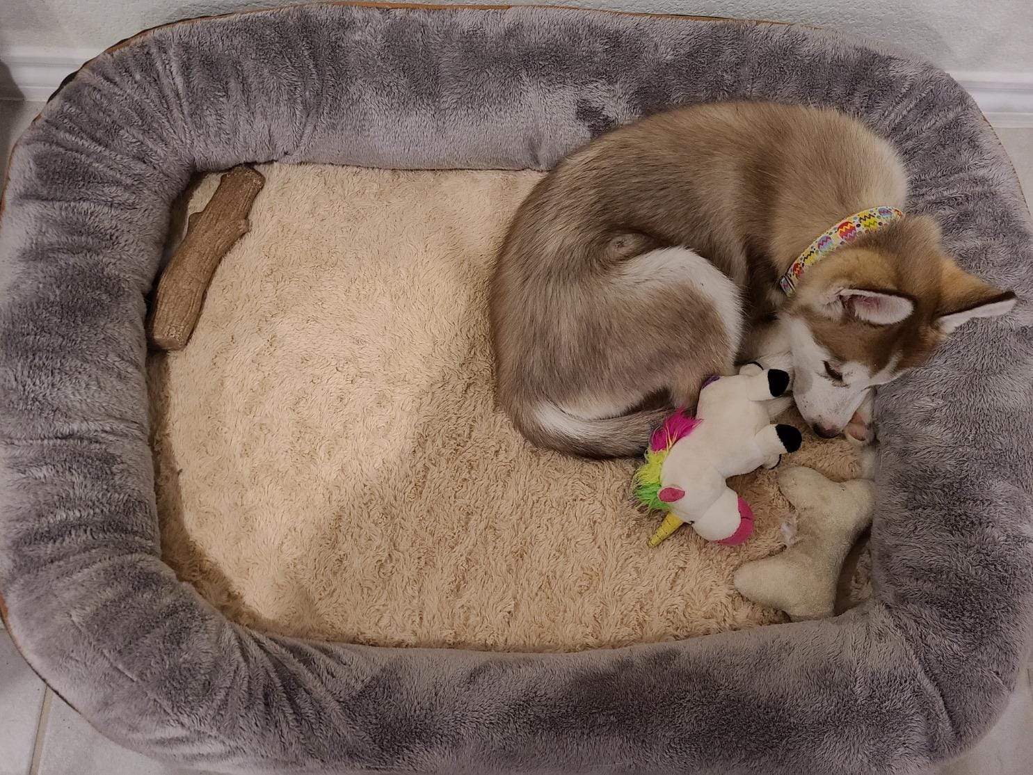 JOYELF Memory Foam Dog Bed Small Orthopedic Dog Bed & Sofa with Removable Washable Cover and Squeaker Toy as Gift customer photo 1