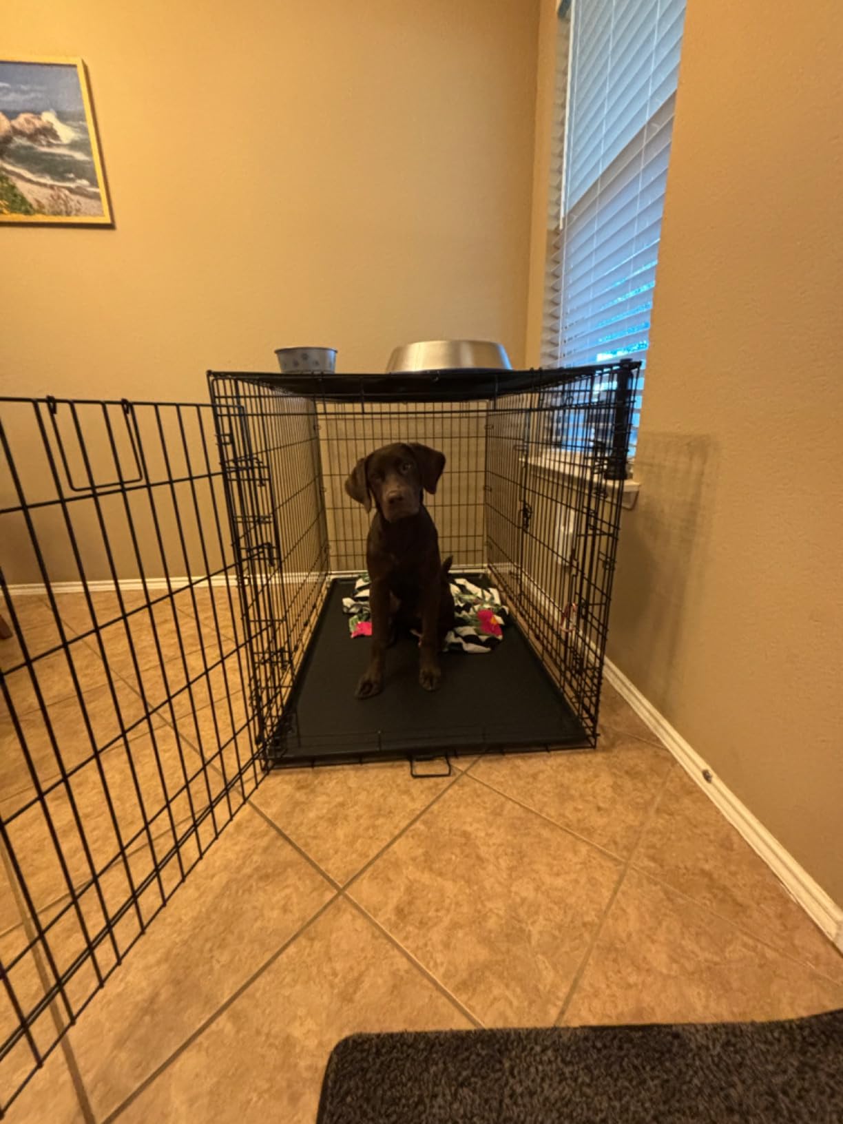 Mr. Peanut's Stainless Steel Interactive Slow Feed Dog Bowl with a Blue Silicone Base, Fun Healthy Bloat Stop Feeder (Medium) customer photo 1