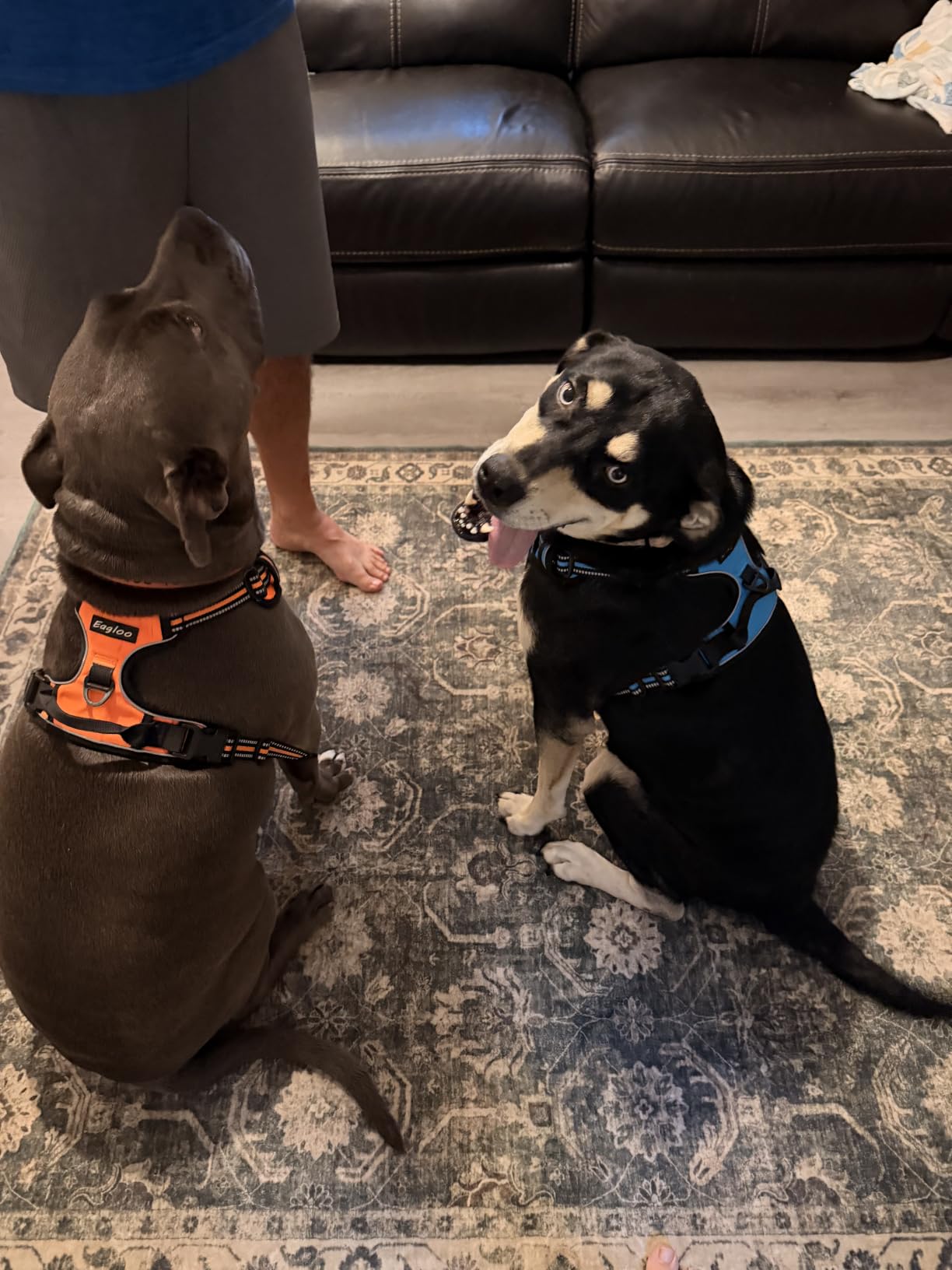 Eagloo Dog Harness for Large Dogs, No Pull Pet Vest with 2 Leash Clips customer photo 1