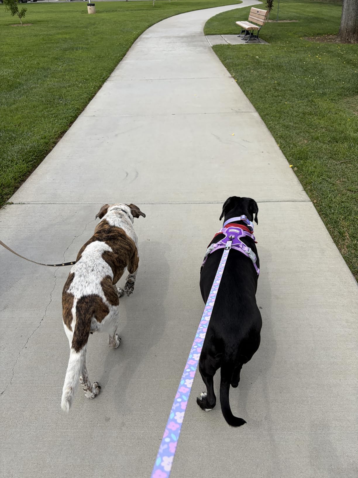 BARKBAY Dog Harness No Pull for Large Dogs Front Back Clips,Dog Vest customer photo 1