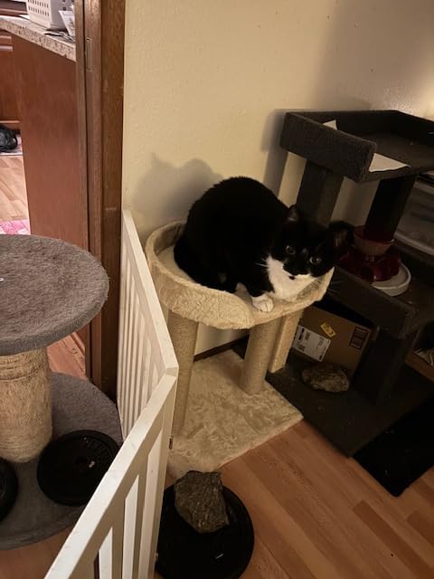 Amazon Basics Multi-Platform Cat Tree with Scratching Post for Indoor Cats up to 25lbs, 18 x 14 x 22 Inches, Beige customer photo 2