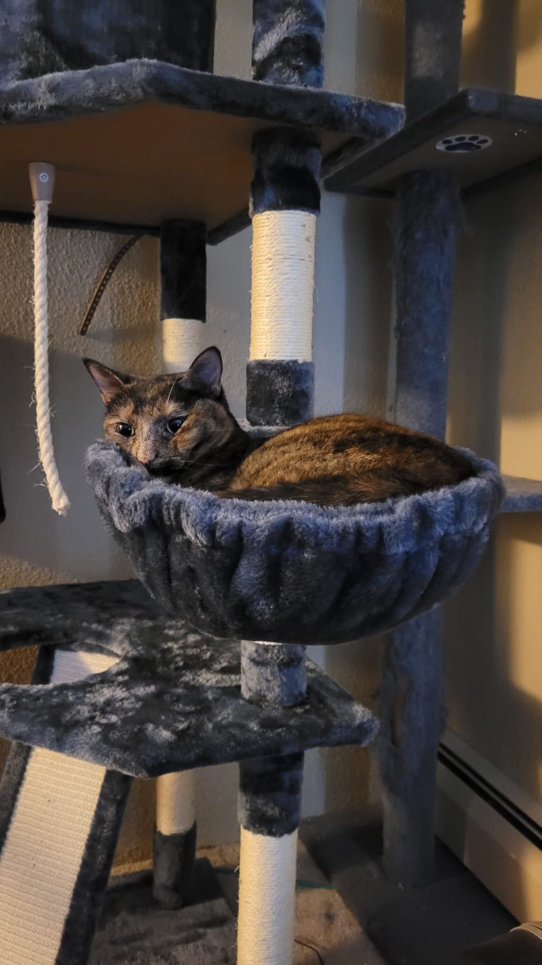 Yaheetech 79in Multi-Level Cat Tree for Multiple Cats with 9 sisal Posts customer photo 1