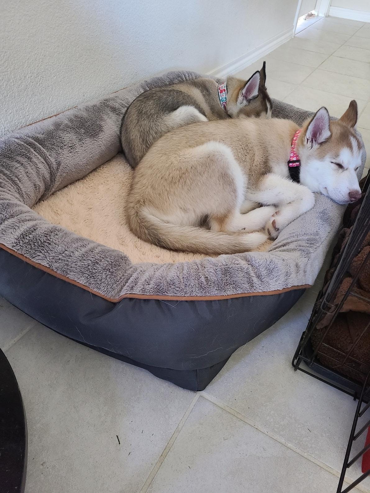 JOYELF XLarge Memory Foam Dog Bed, Orthopedic Dog Bed & Sofa with Removable Washable Cover and Squeaker Toy as Gift customer photo 1