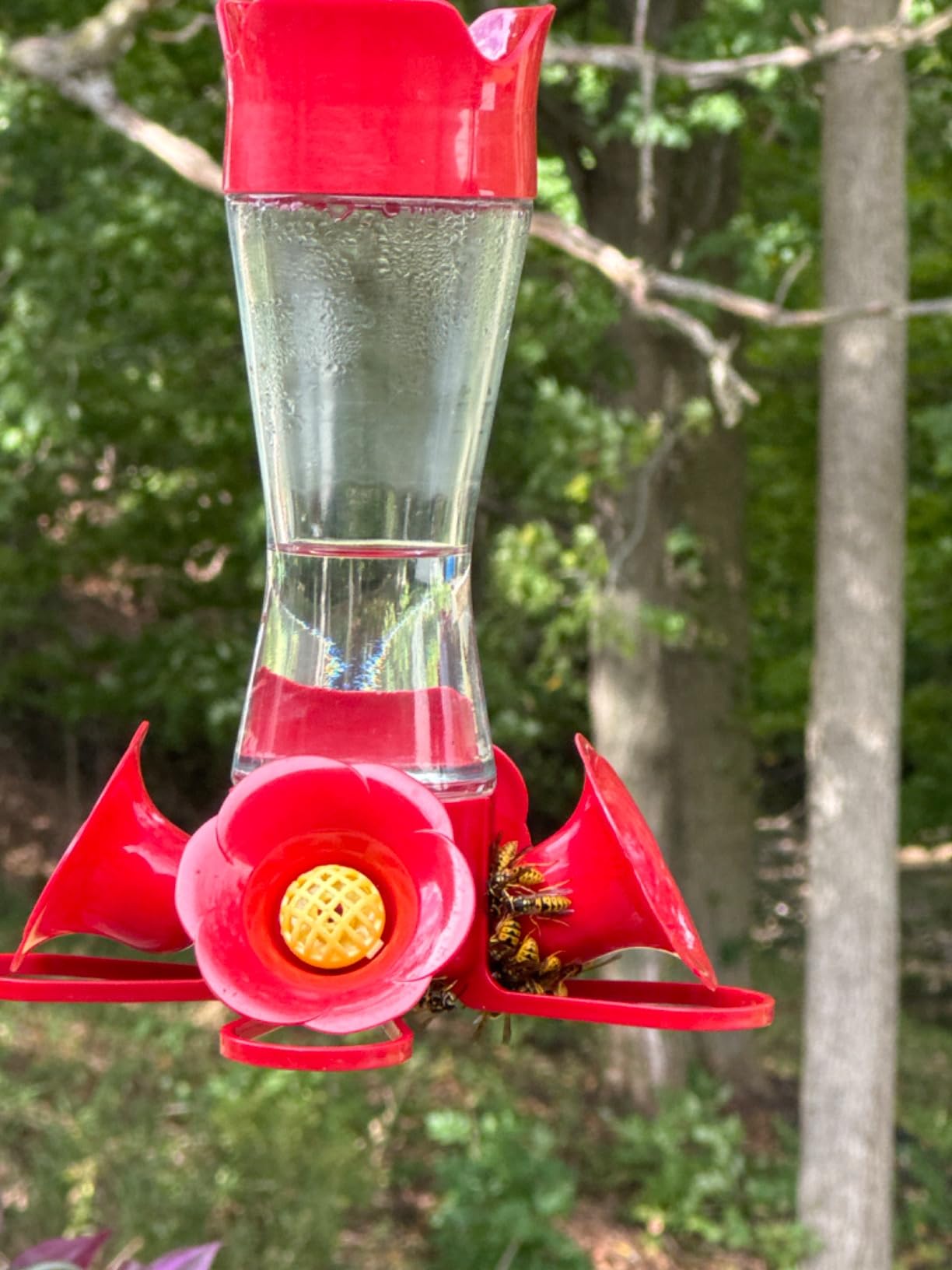 Perky-Pet Glass Hummingbird Feeders for Outdoors, 8 oz Nectar Capacity customer photo 1