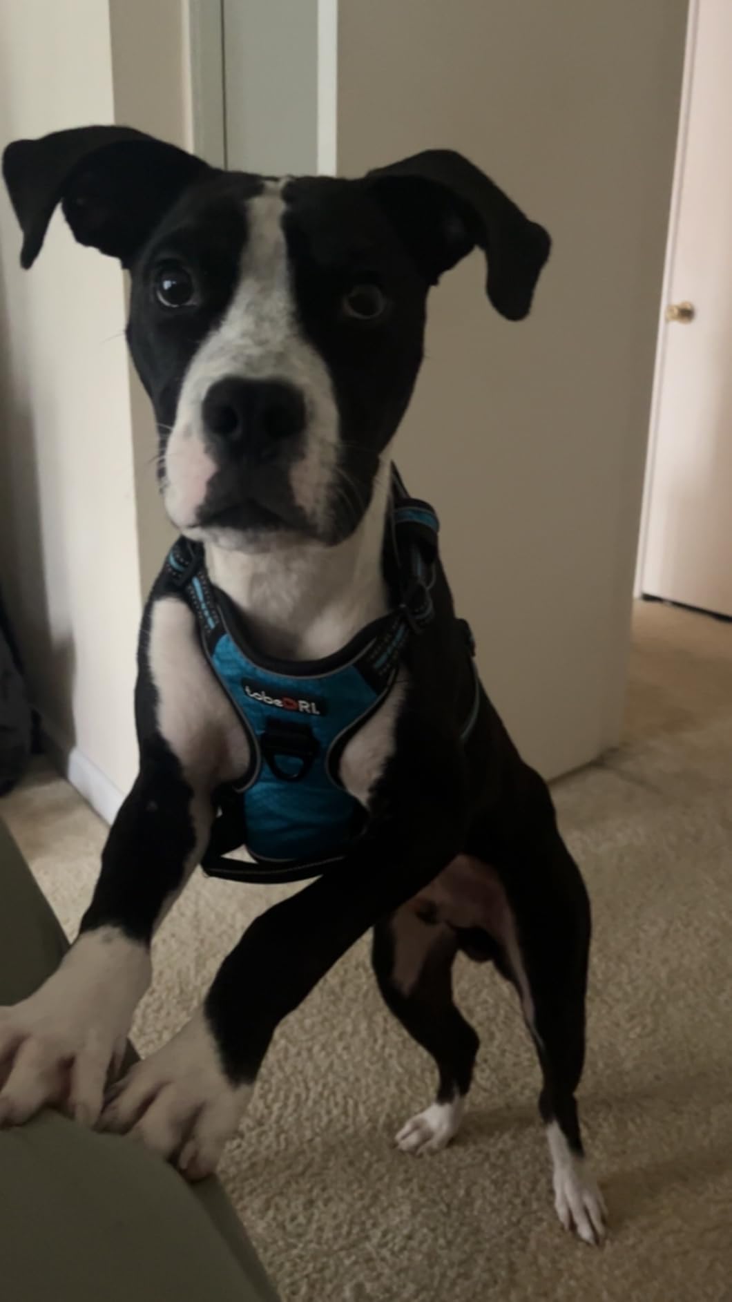 tobeDRI No Pull Dog Harness Adjustable Reflective Oxford Easy Control Medium Large Dog Harness with A Free Heavy Duty 5ft Dog Leash, Blue, L customer photo 1