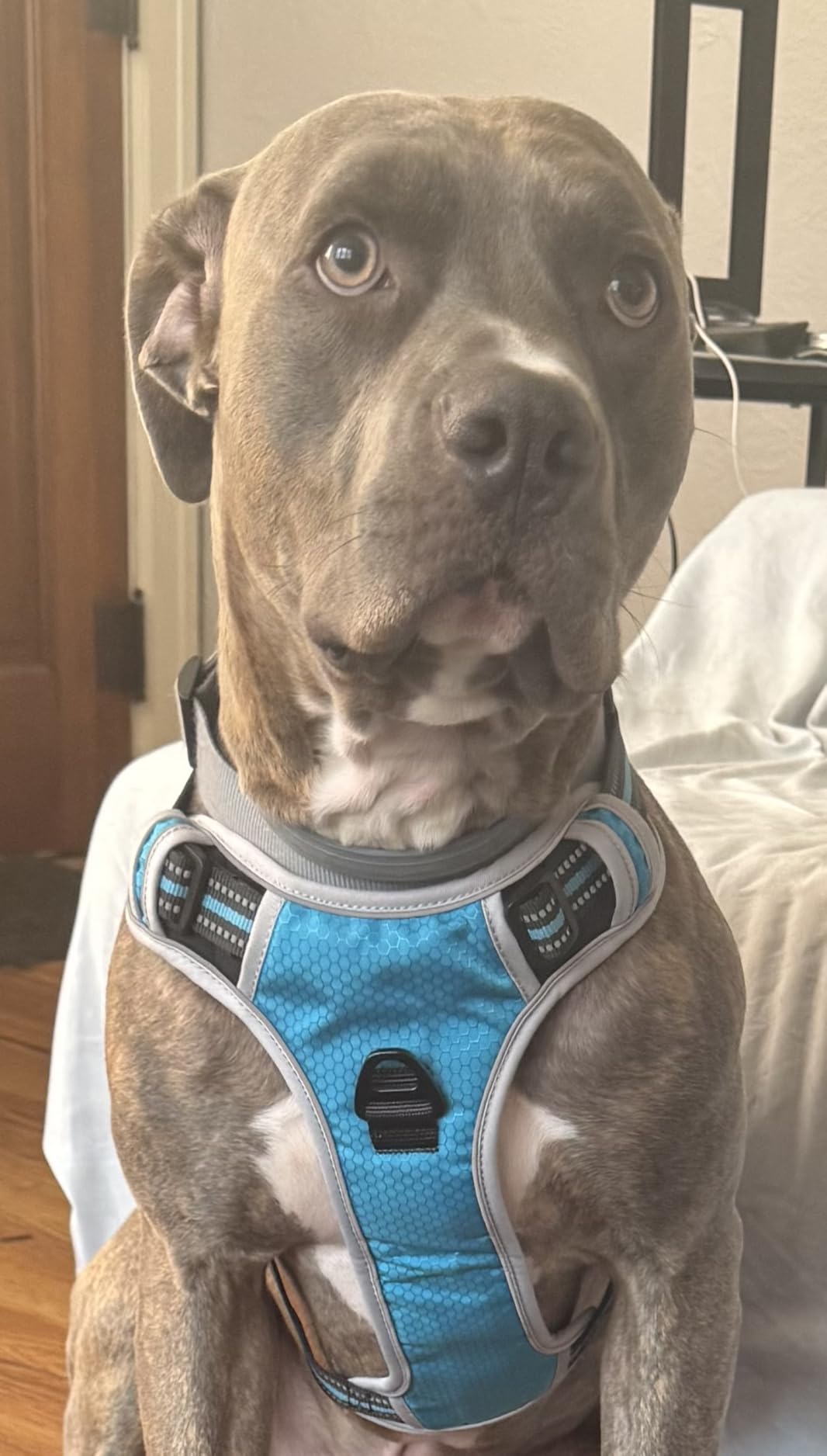 tobeDRI No Pull Dog Harness Adjustable Reflective Oxford Easy Control Medium Large Dog Harness with A Free Heavy Duty 5ft Dog Leash, Blue, L customer photo 2