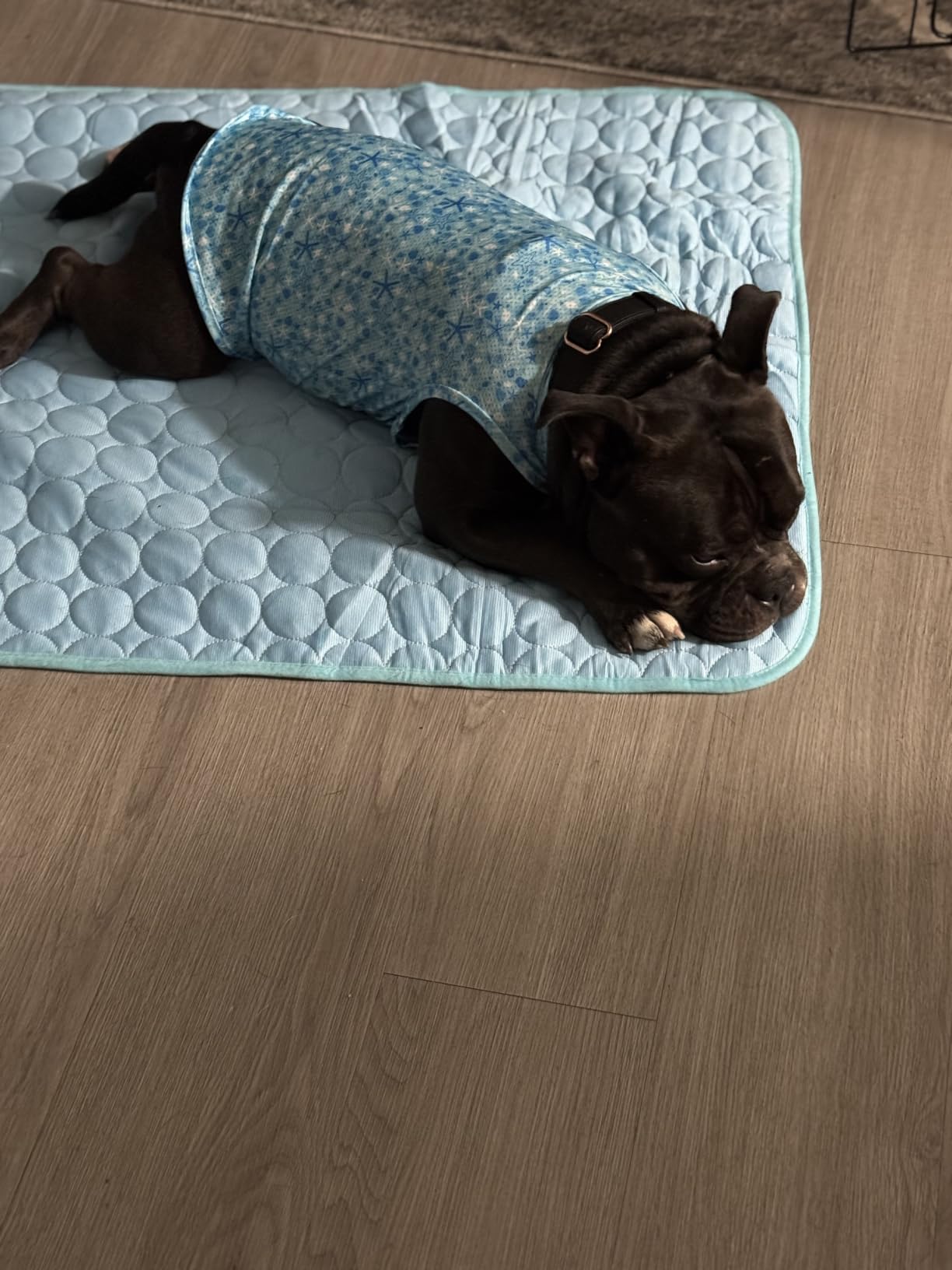 MICROCOSMOS Summer Cooling Mat & Sleeping Pad- Water Absorption Top, Materials Safe, Easy Carry, EZ Clean. Keep Cooling for Pets, Kids and Adults.(Blue, 28