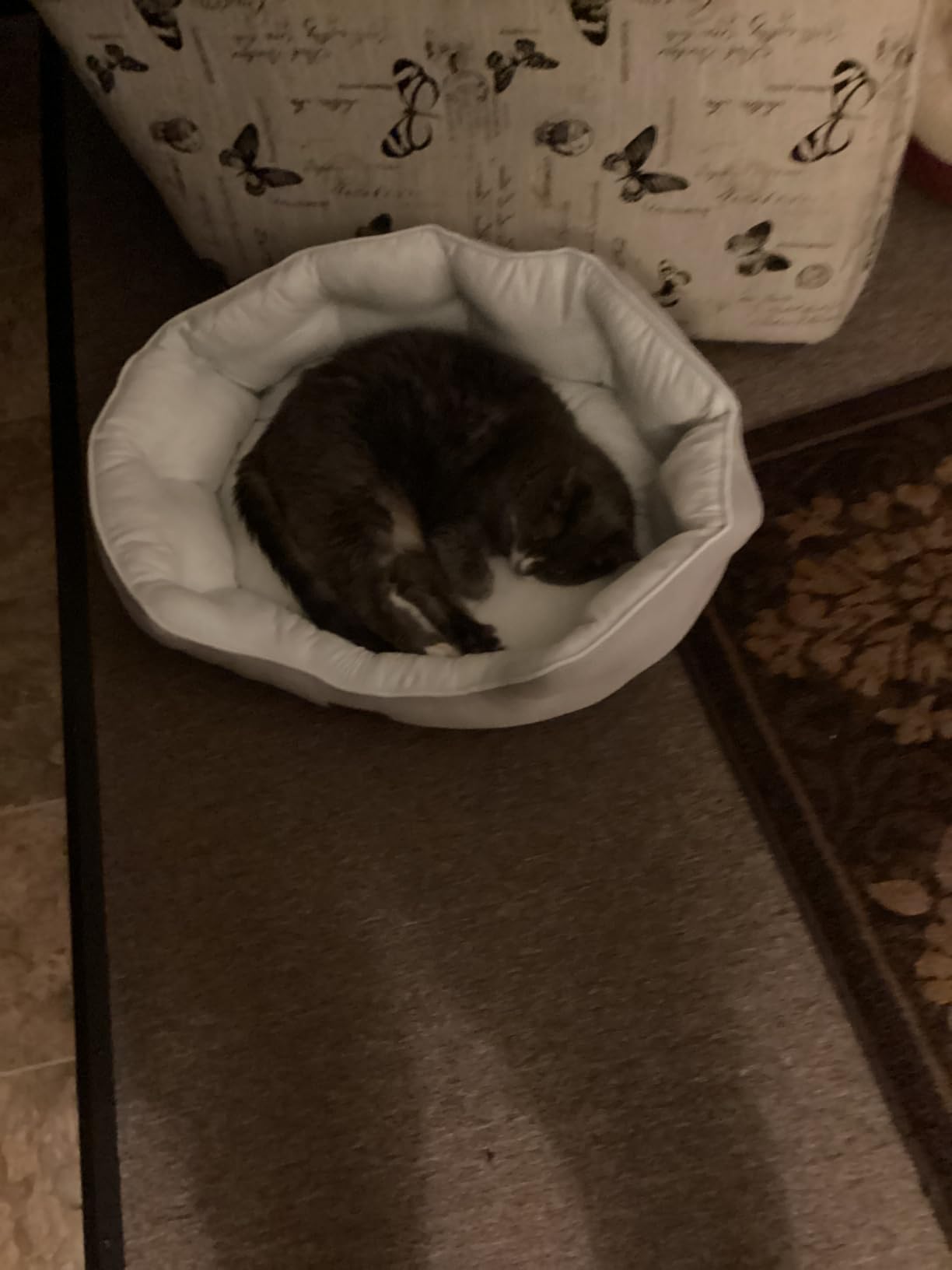 Bedsure Small Dog Bed Washable,Round Cat Beds for Indoor Cats,20in Camel customer photo 1
