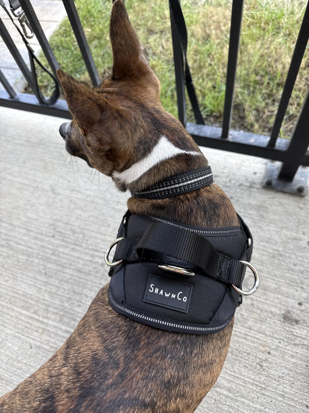 ShawnCo Essential Dog Harness, No-Pull Pet Vest (Oceanic Blue,S) customer photo 2