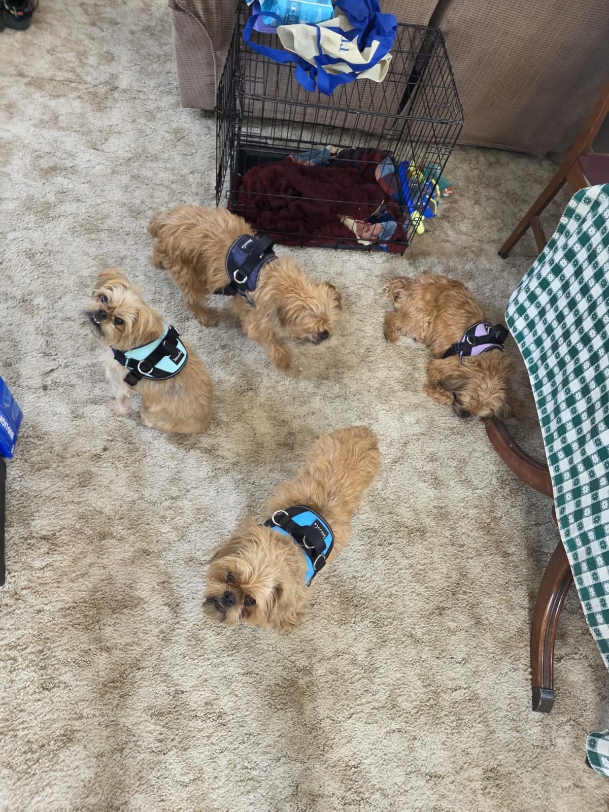 ShawnCo Essential Dog Harness, No-Pull Pet Vest (Oceanic Blue,L) customer photo 1