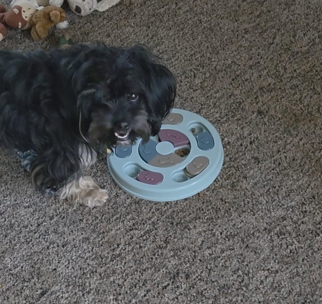 DR CATCH Dog Puzzle,Dogs Food Toys for IQ Training & Mental Enrichment,Dog Treat Puzzle(Blue) customer photo 1
