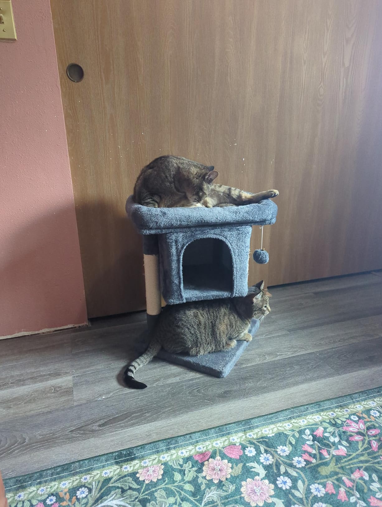 Yaheetech Small Cat Tree 23.5in for Kittens & Senior Cats, Low Profile Gray customer photo 2