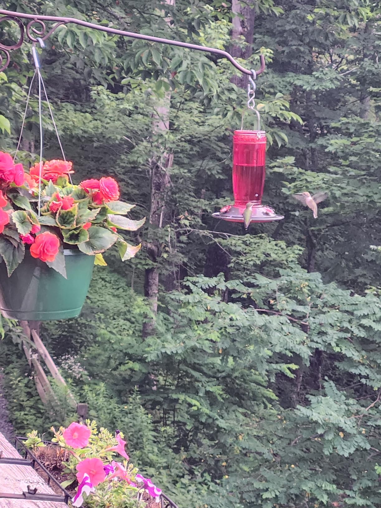 Kingsyard Glass Hummingbird Feeder for Outdoors Wild Bird Feeder with 6 Feeding Ports Hanging for Garden Yard, Red (Ant Moat Included) customer photo 1