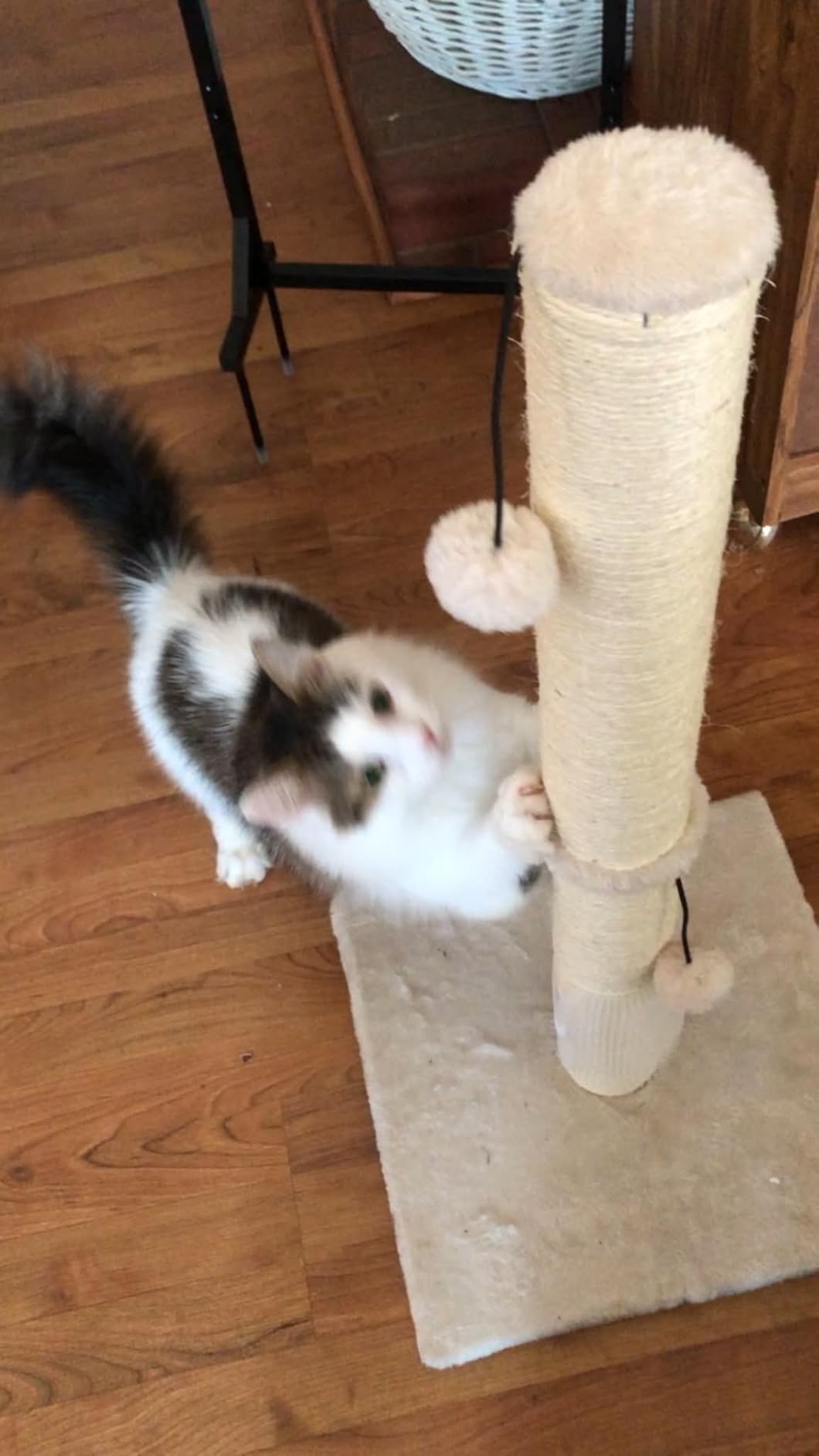 MECOOL 34” Tall Cat Scratching Post Premium Basics Kitten Scratcher Sisal Scratch Posts Trees with Hanging Ball for Indoor Cats, Beige customer photo 2