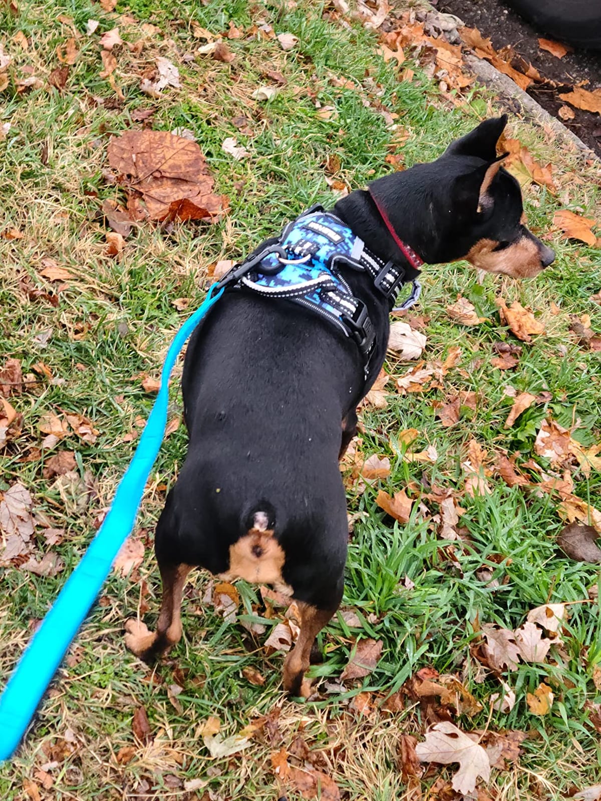WINSEE Dog/Pet Harnesses No Pull with Dog Collar, Adjustable Reflective Oxford Outdoor Vest, Front/Back Leash Clips for Small, Medium, Large, Extra Large Dogs, Easy Control Handle for Walking customer photo 1